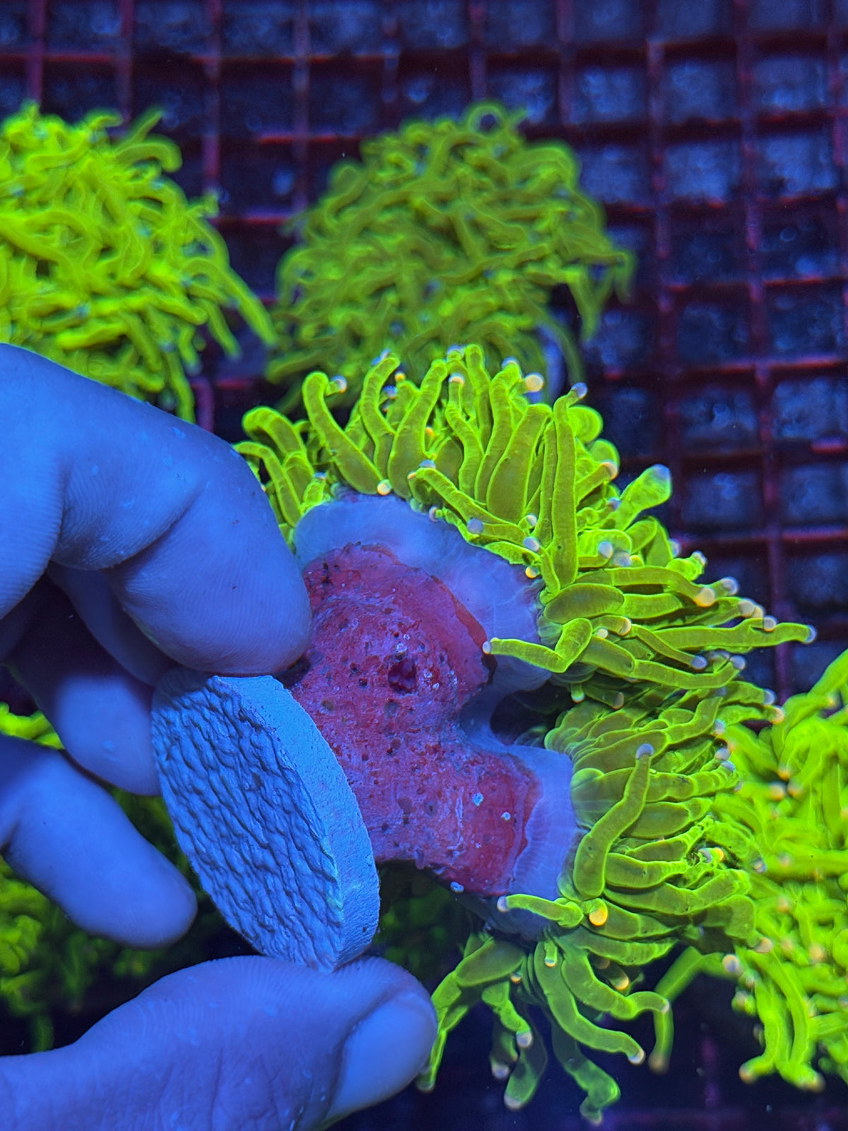 JEA Sweet Tarts Holy Grail Torch Coral Cluster Splitting to 4 Show Piece XXXL 10/11