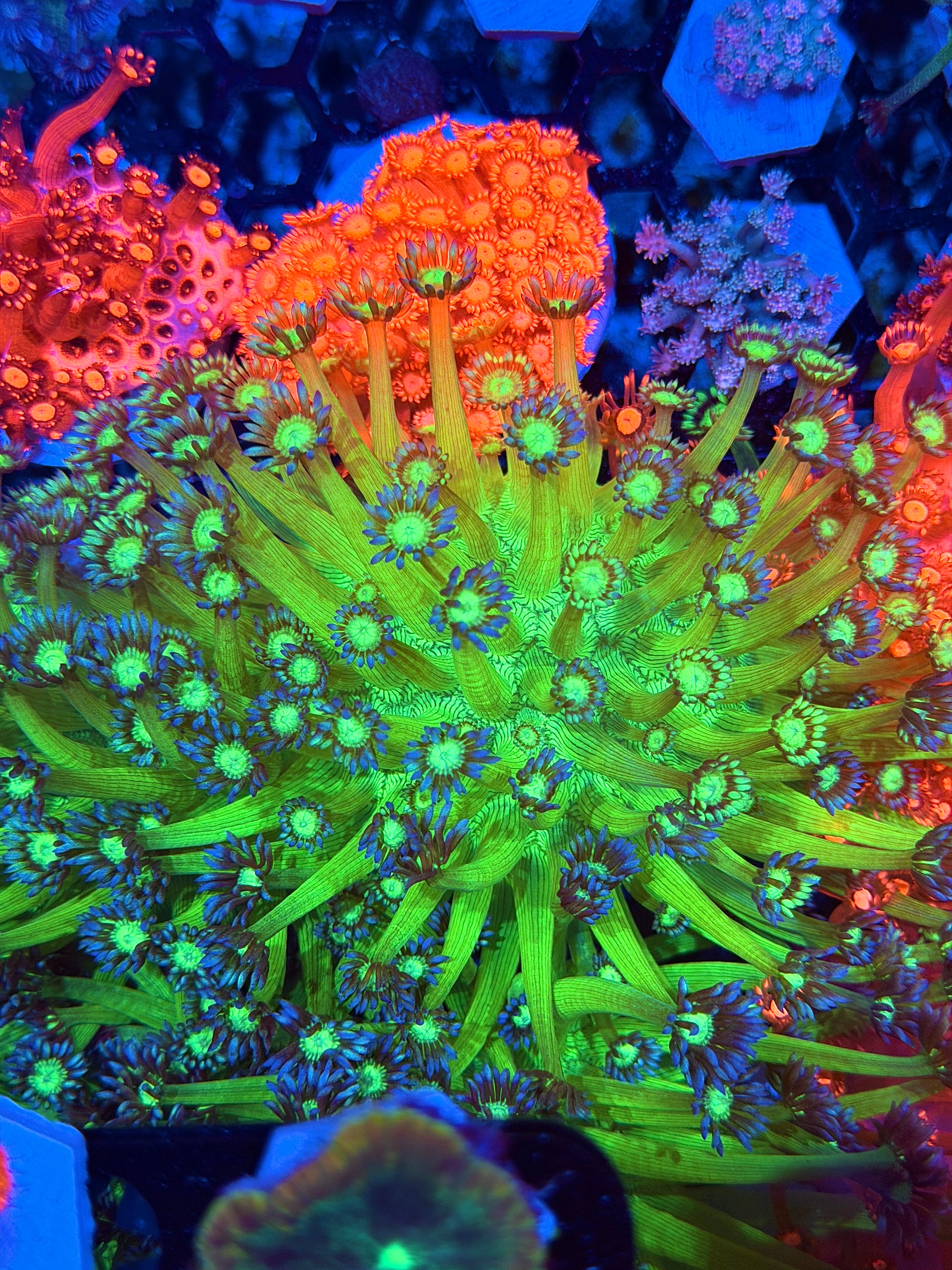 JEA GloStick Goniopora Coral XXL Colony Long Extension BRIGHT