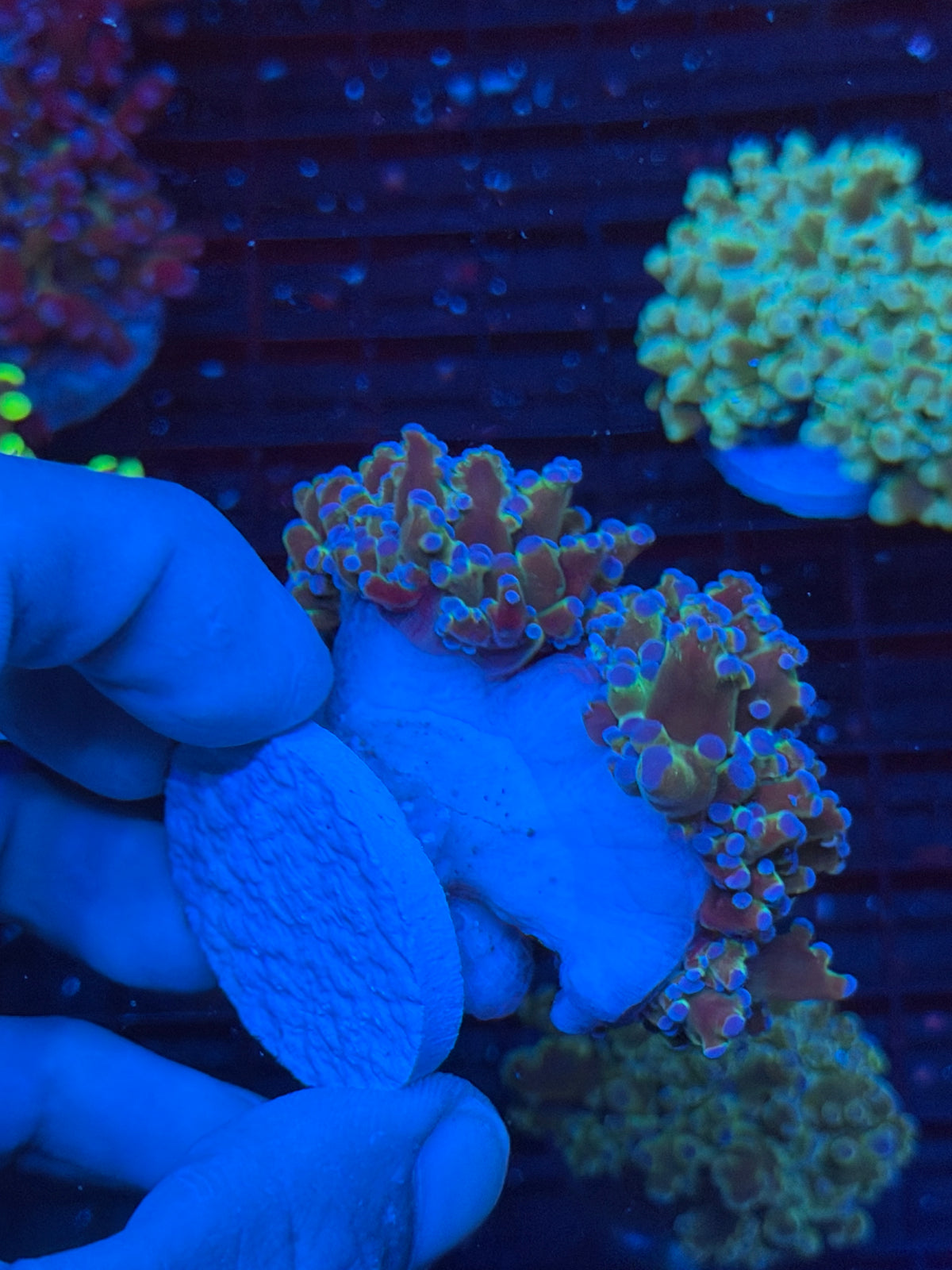JEA Blue Magic Frogspawn Coral 4 Heads Splitting XXL Mini Colony 9/22