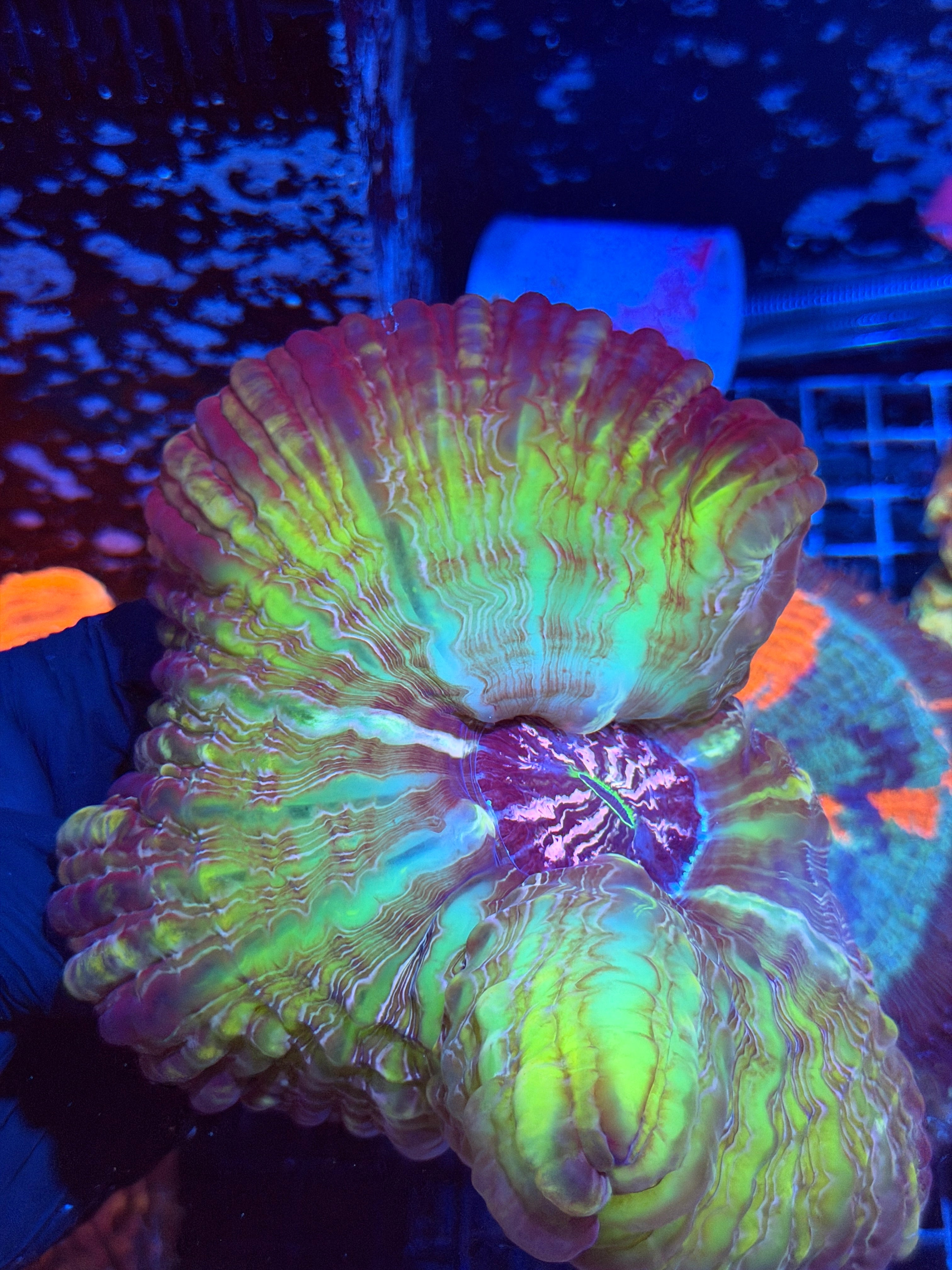Psychedelic Cynarina Meat Coral XXXL Show Piece
