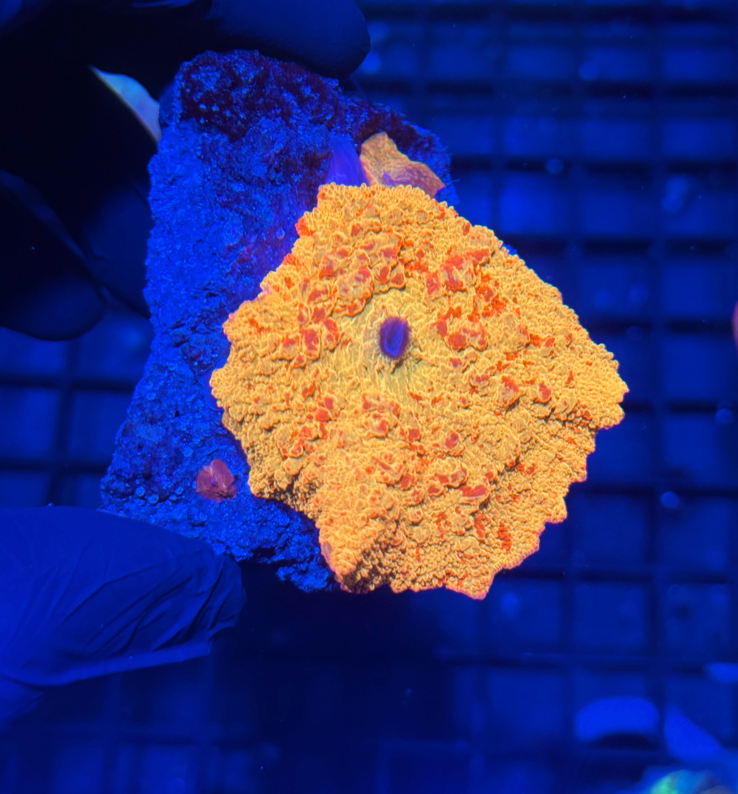 JEA Bounce Jawbreaker Mushroom Coral Mama XL 3”