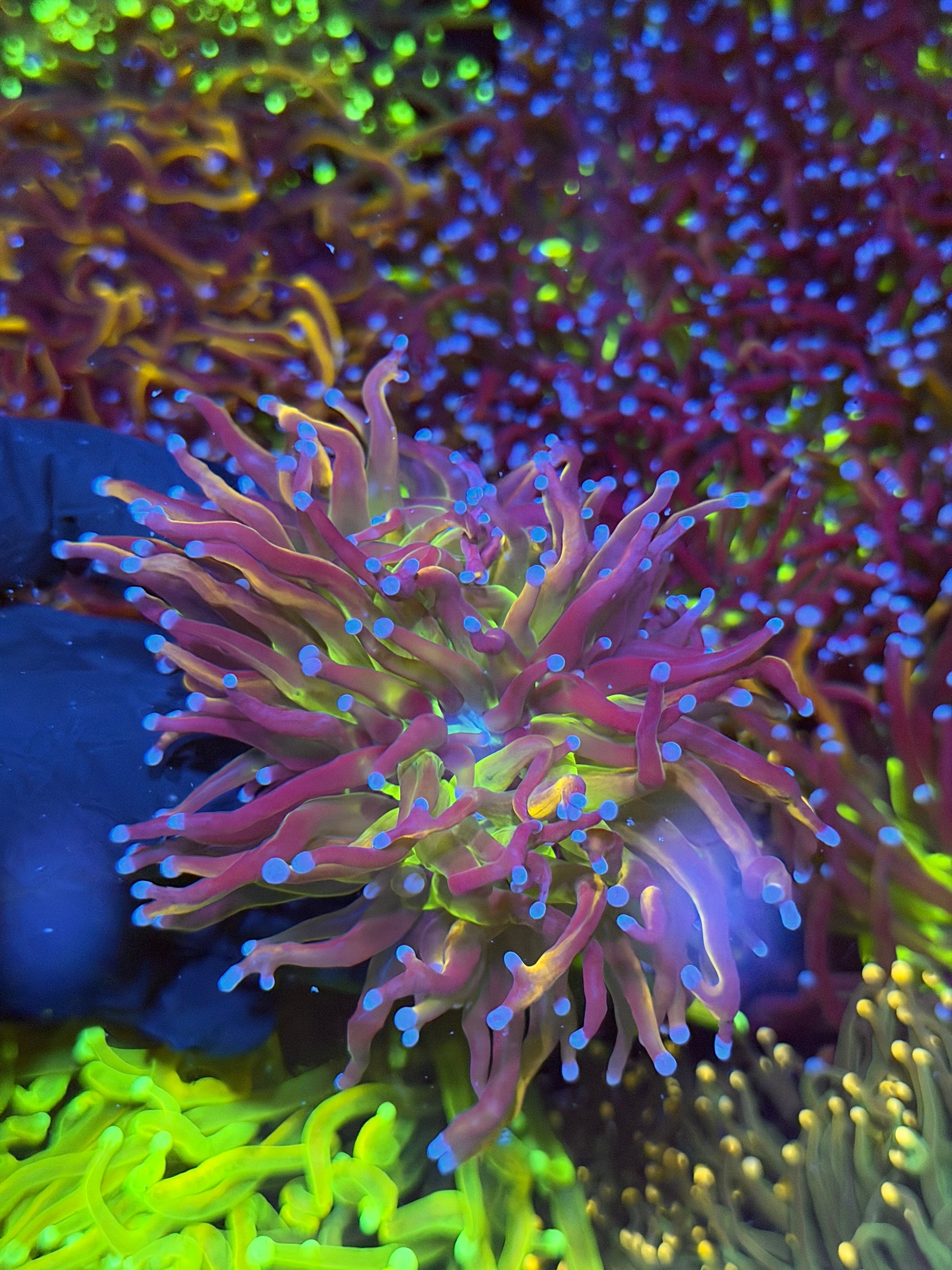JEA Dragon God Torch Coral Heads 2 Heads *New Release*