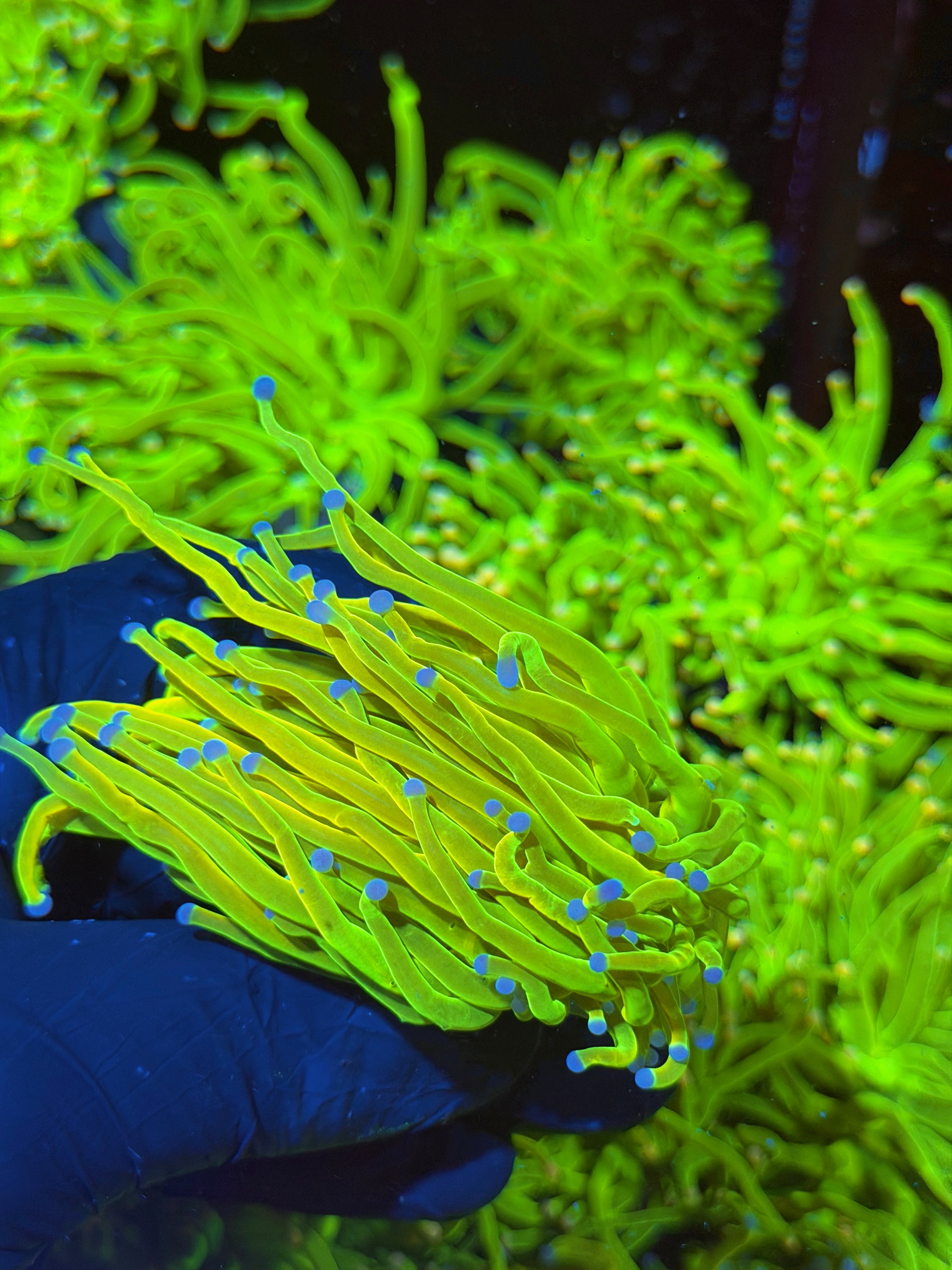 JEA Yellow Holy Grail Torch Coral 1 XL Head 7/14