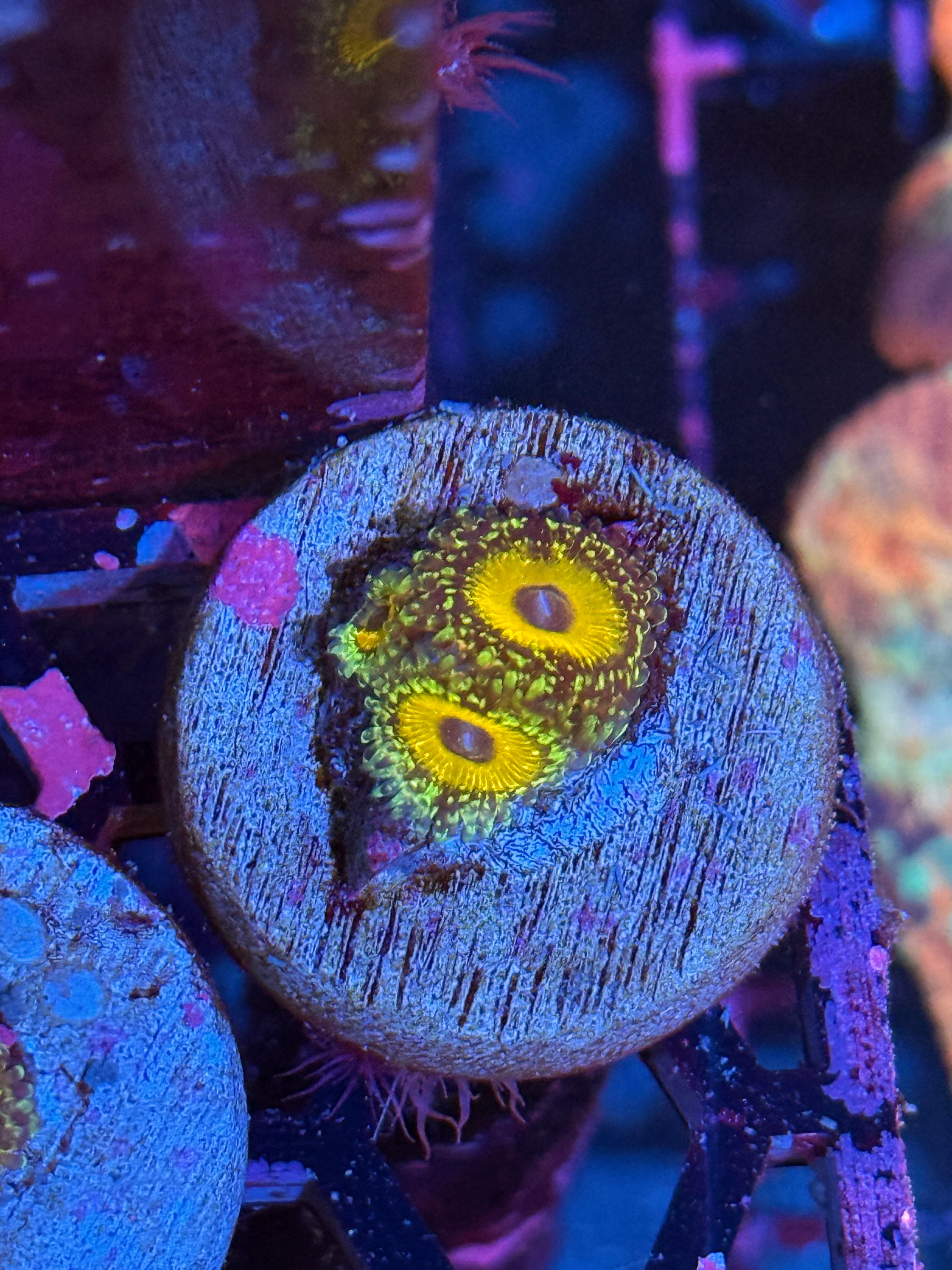 JEA Godbeast Zoanthid Coral 3 Polyps