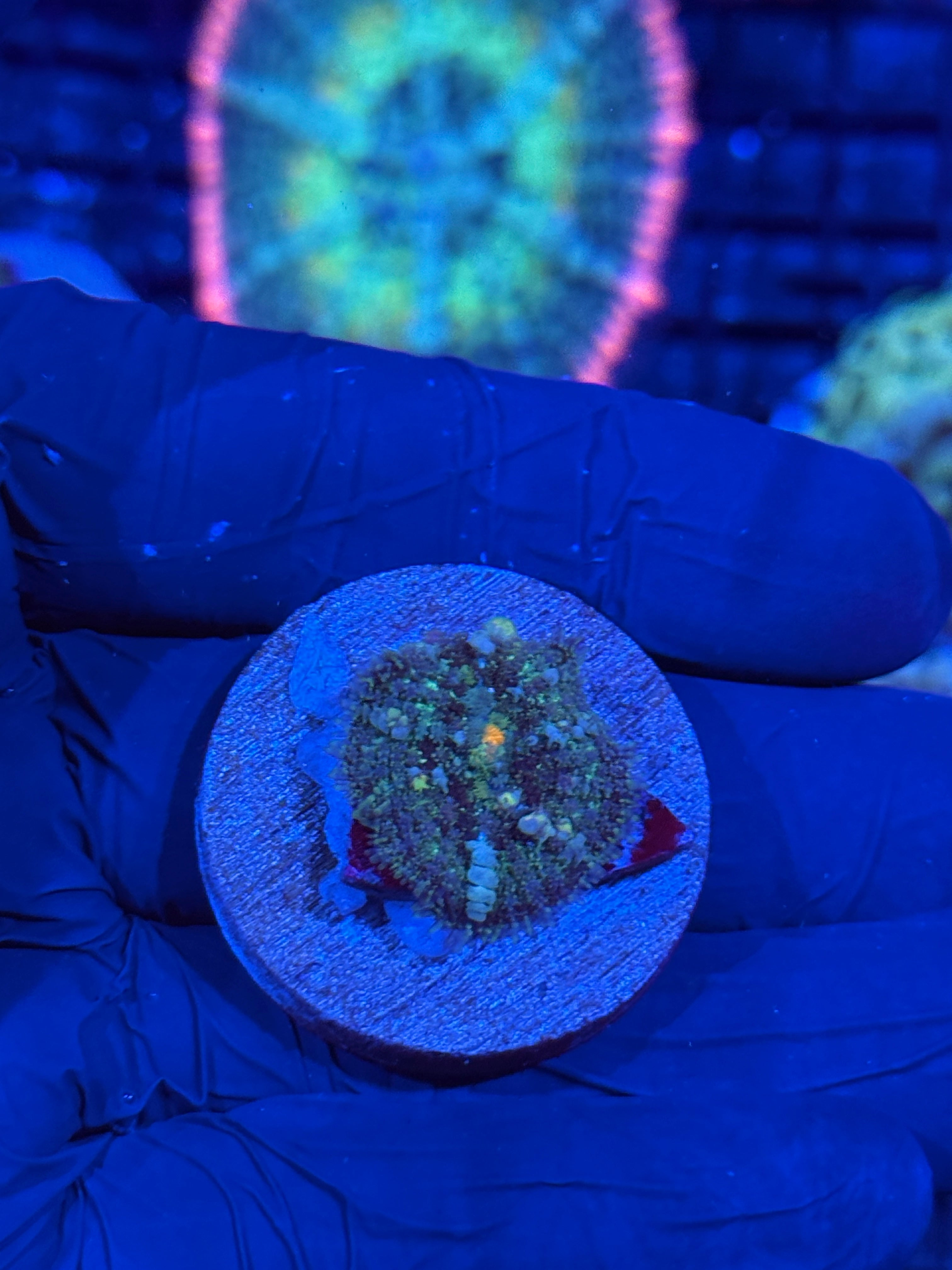 JEA Godspawn Bounce Mushroom Coral Mother Colony shown in video 7/2