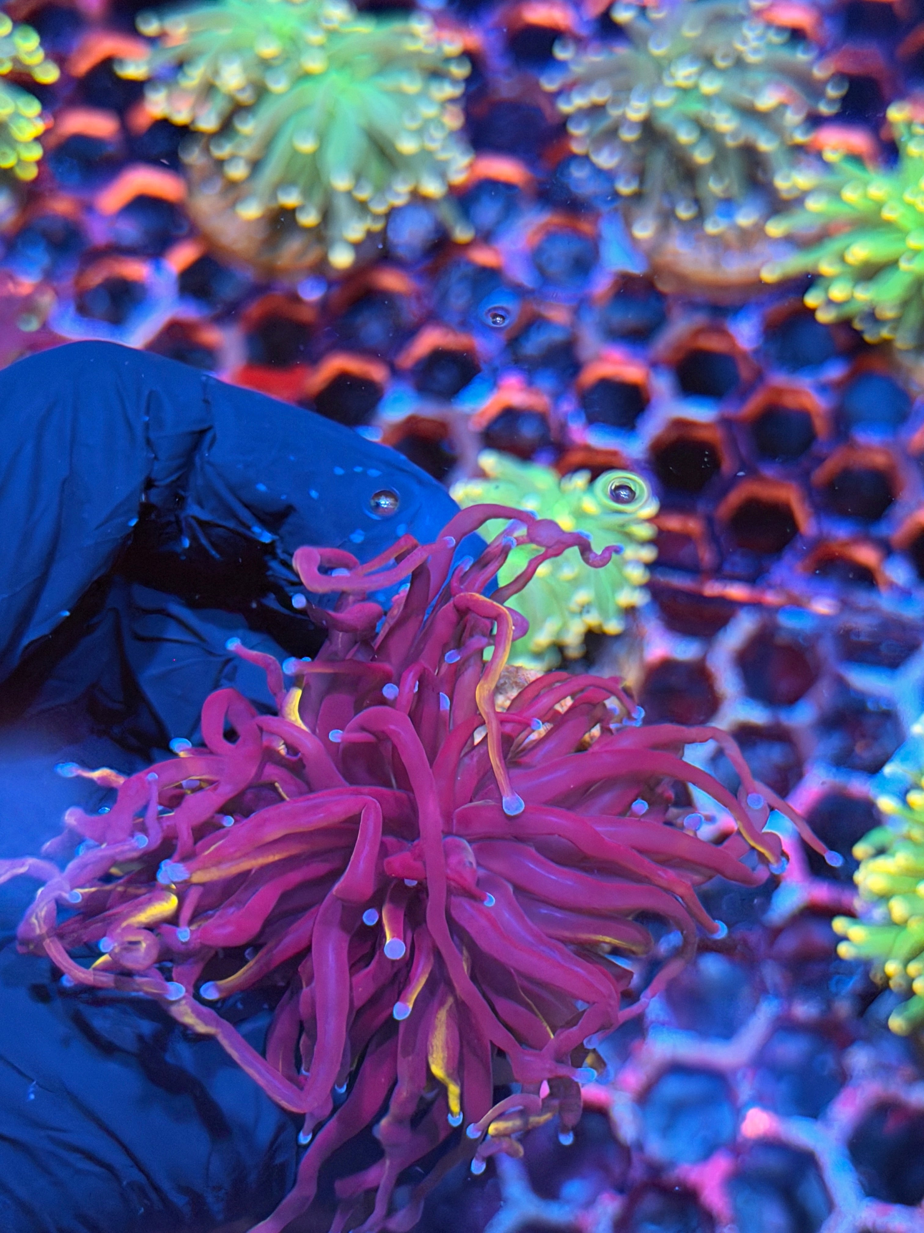 JEA Nightmare Torch Coral 1 XL Head 8/28