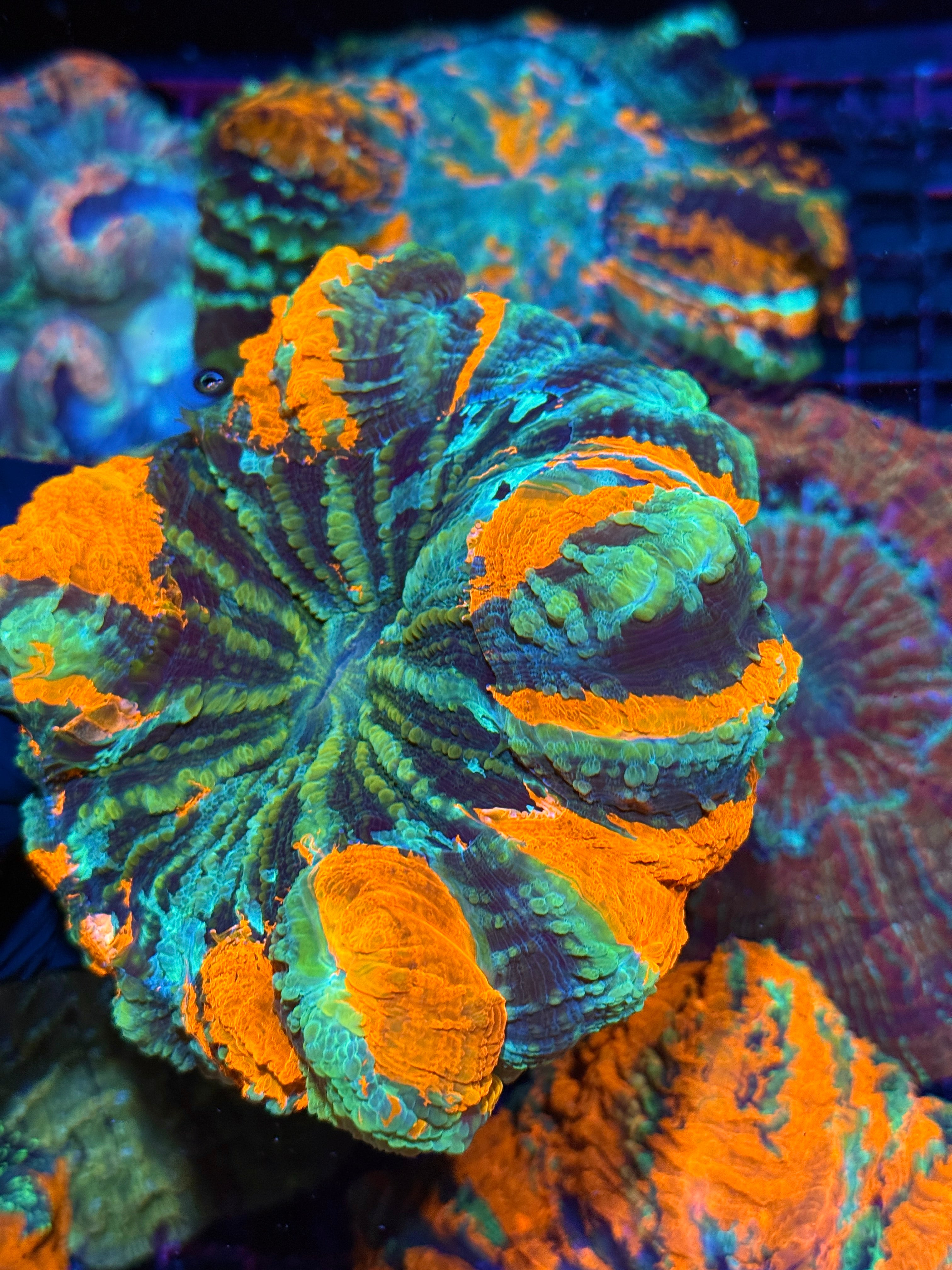 Insane Striped Acanthophyllia Meat Coral XL