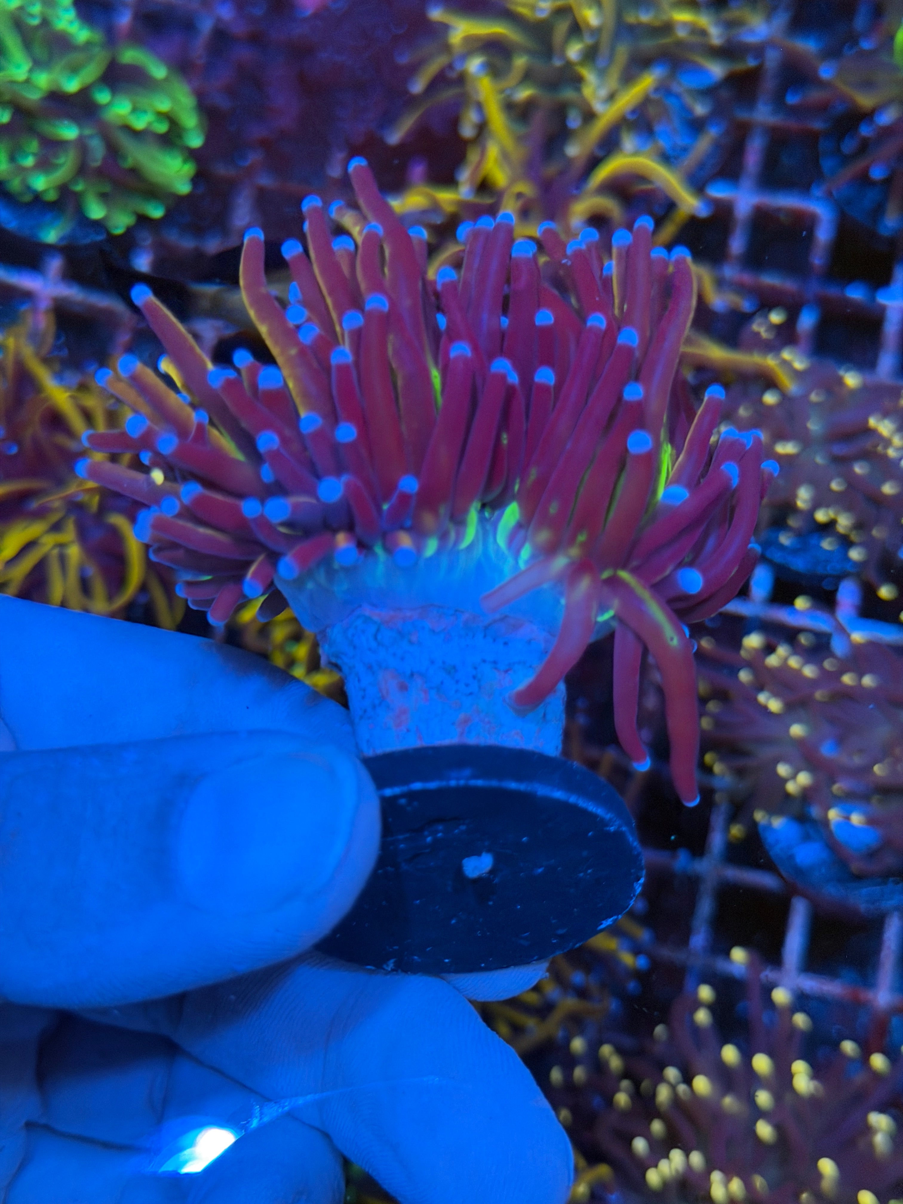 JEA Dragon Goddess Torch Coral 2 Heads SplItting XL  2/24