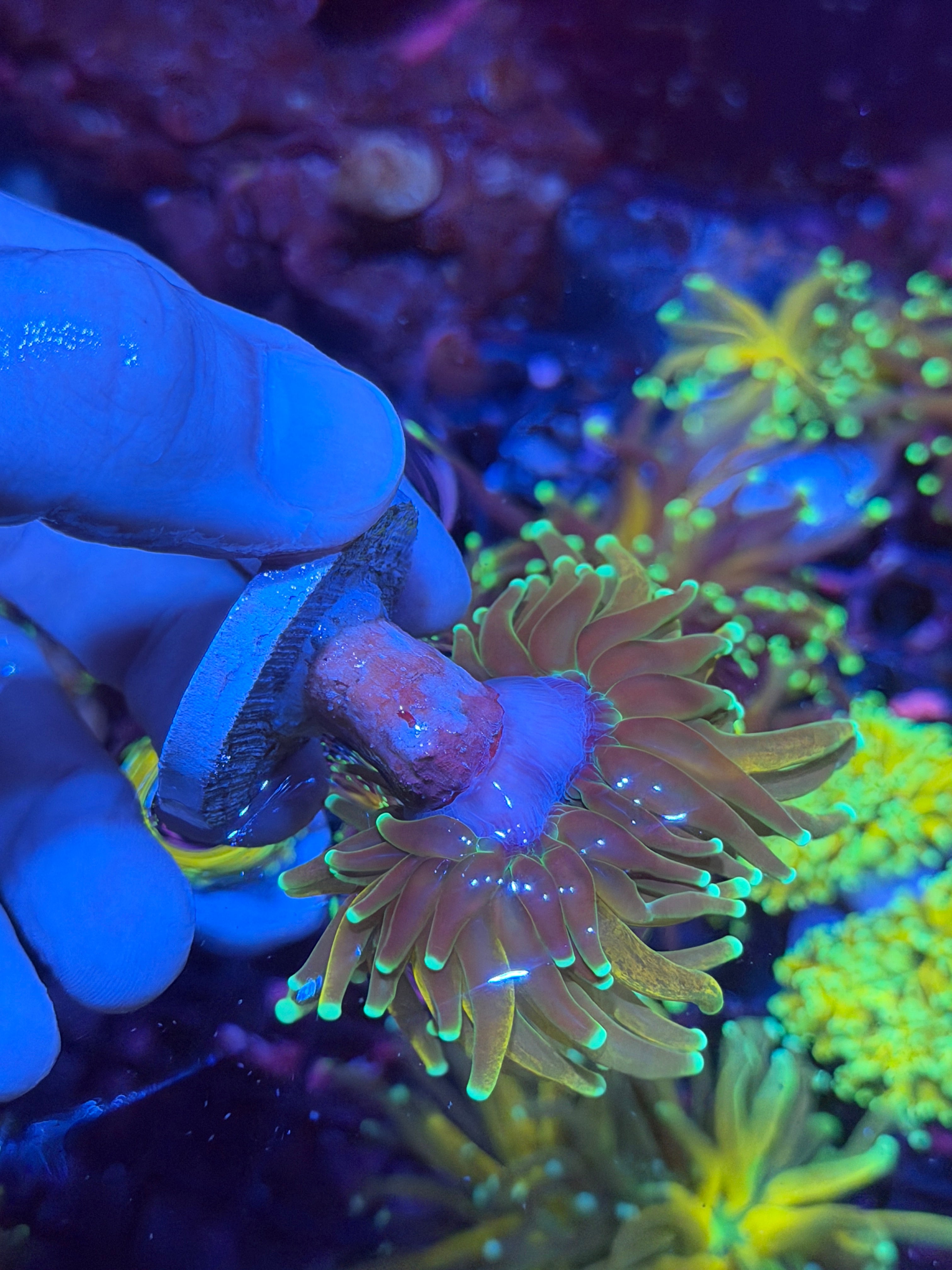 JEA Tiger Torch Coral 1 XXL Head Splitting 12/1