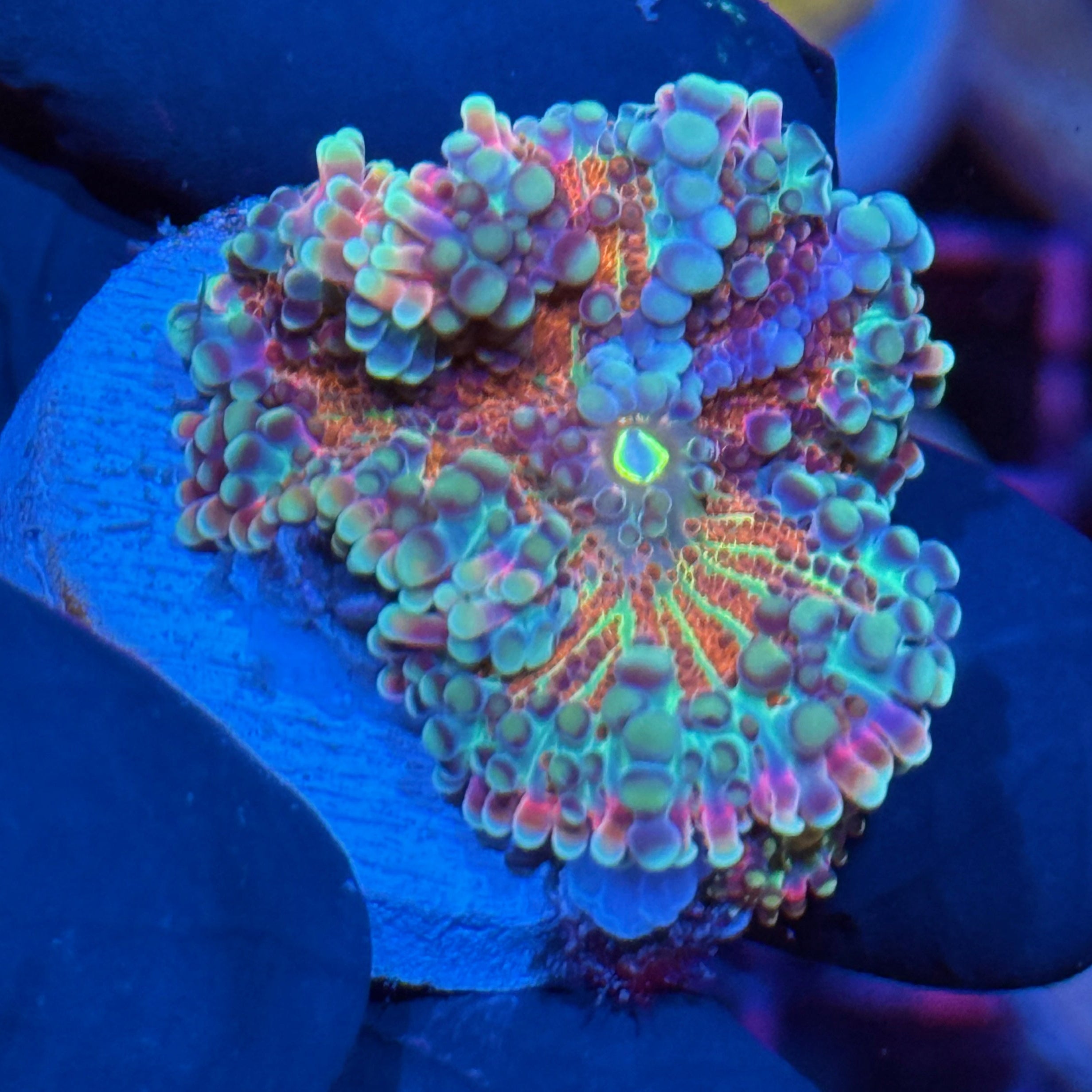 JEA Gushers Yuma Mushroom Coral