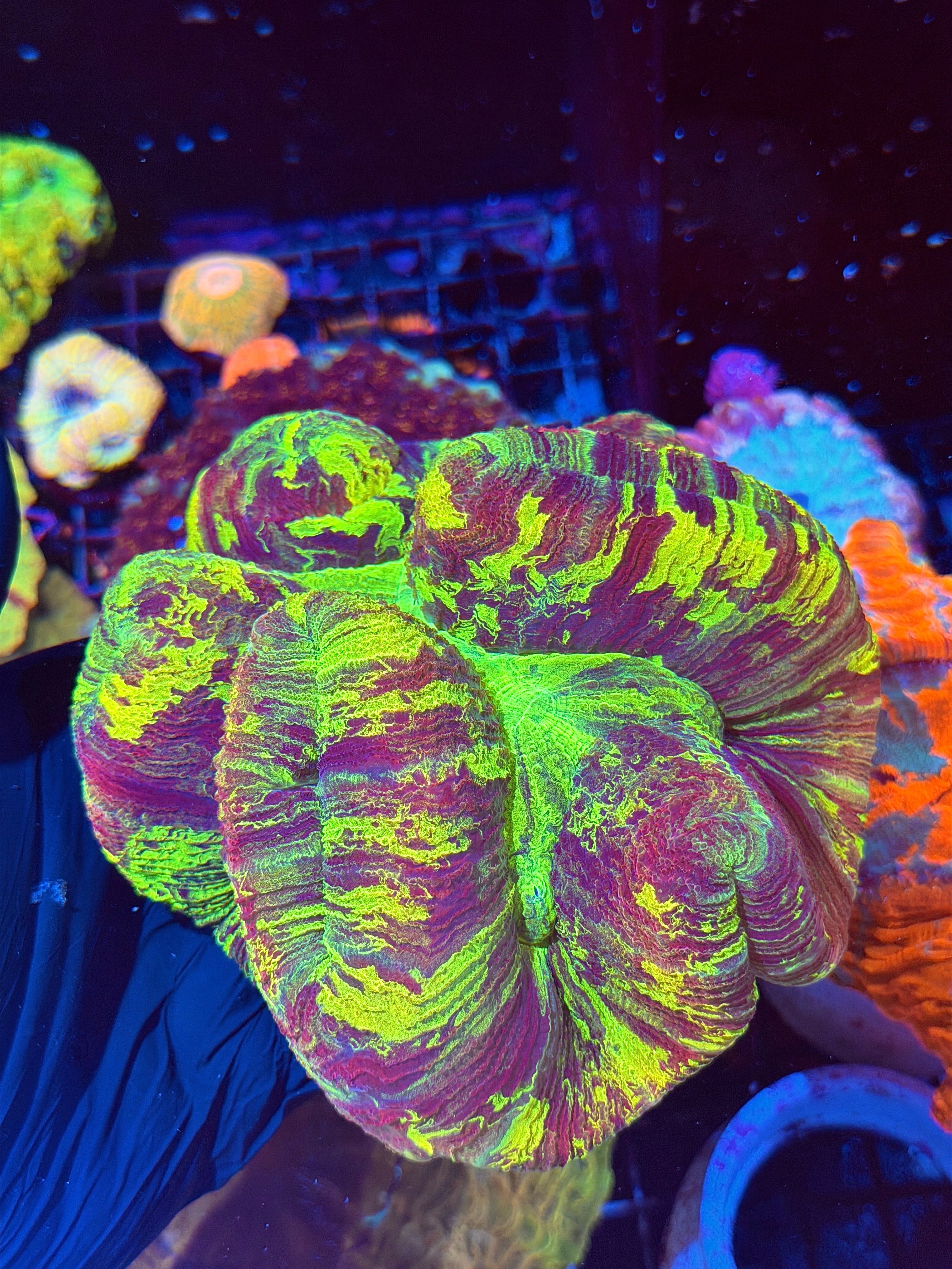 Splatter Trachyphyllia Meat Coral Show Piece XXXL