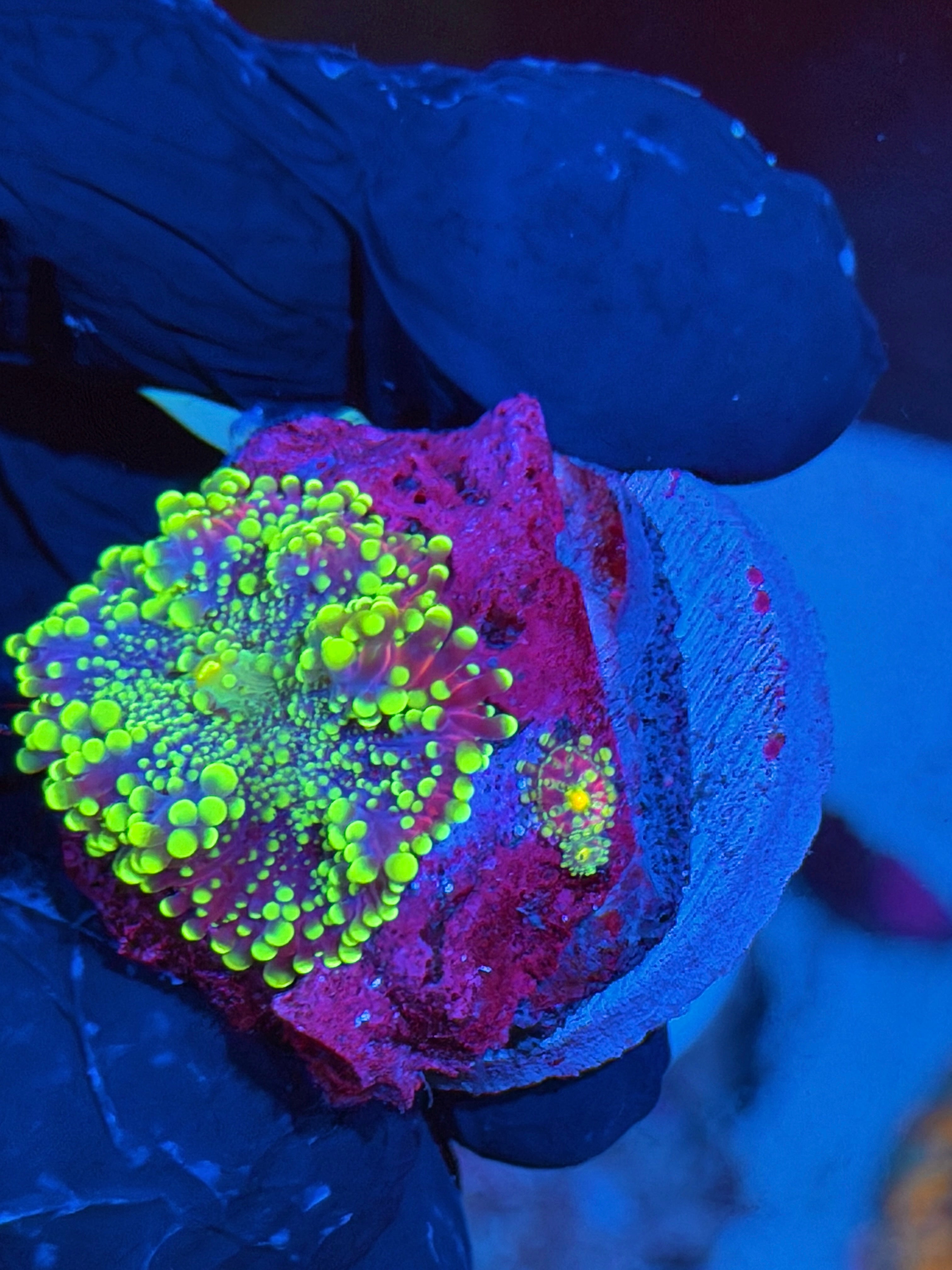 JEA Rainbow Plasma Yuma Mushroom Coral XL