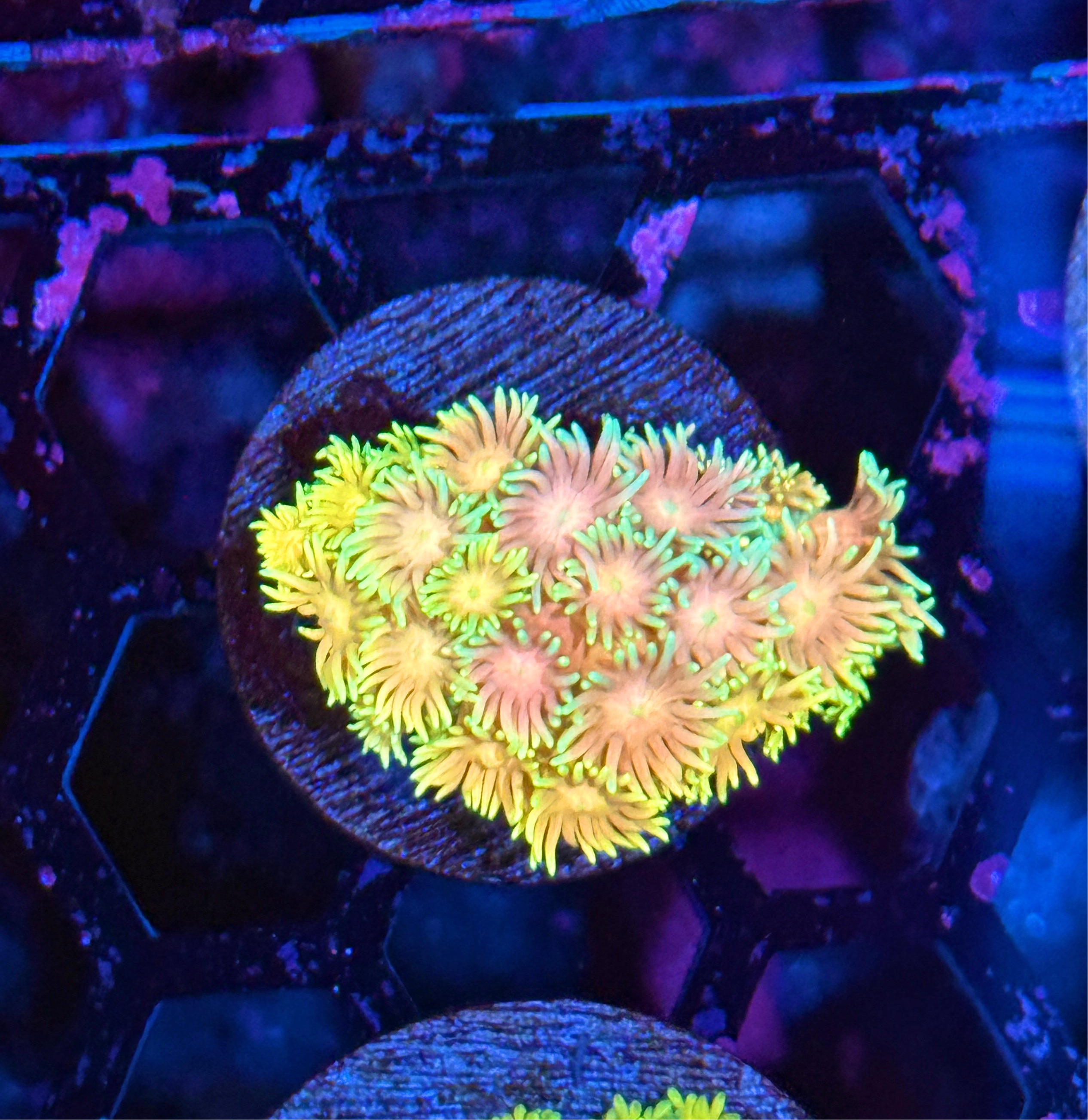 JEA Pink Lotus Goniopora Coral BRIGHT