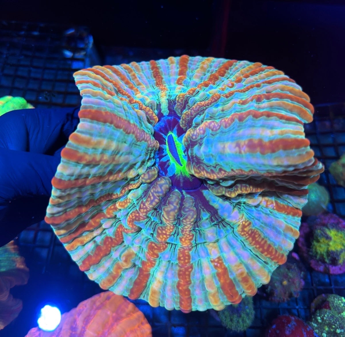 Insane Rainbow Indophyllia Meat Coral XXXL Collectors Piece 10/24