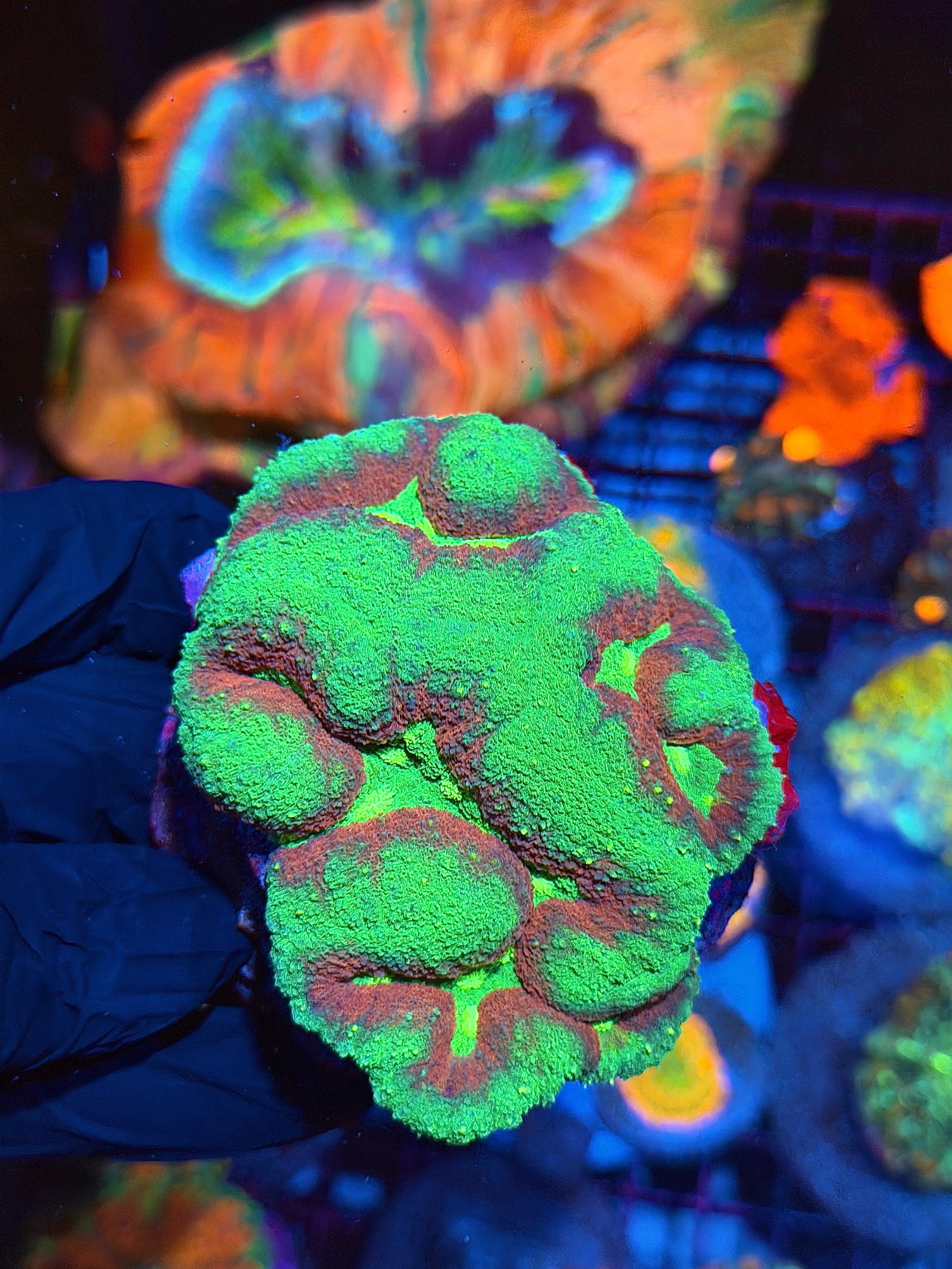 Insanely Bright Multicolor Lobophyllia Meat Coral 2/24