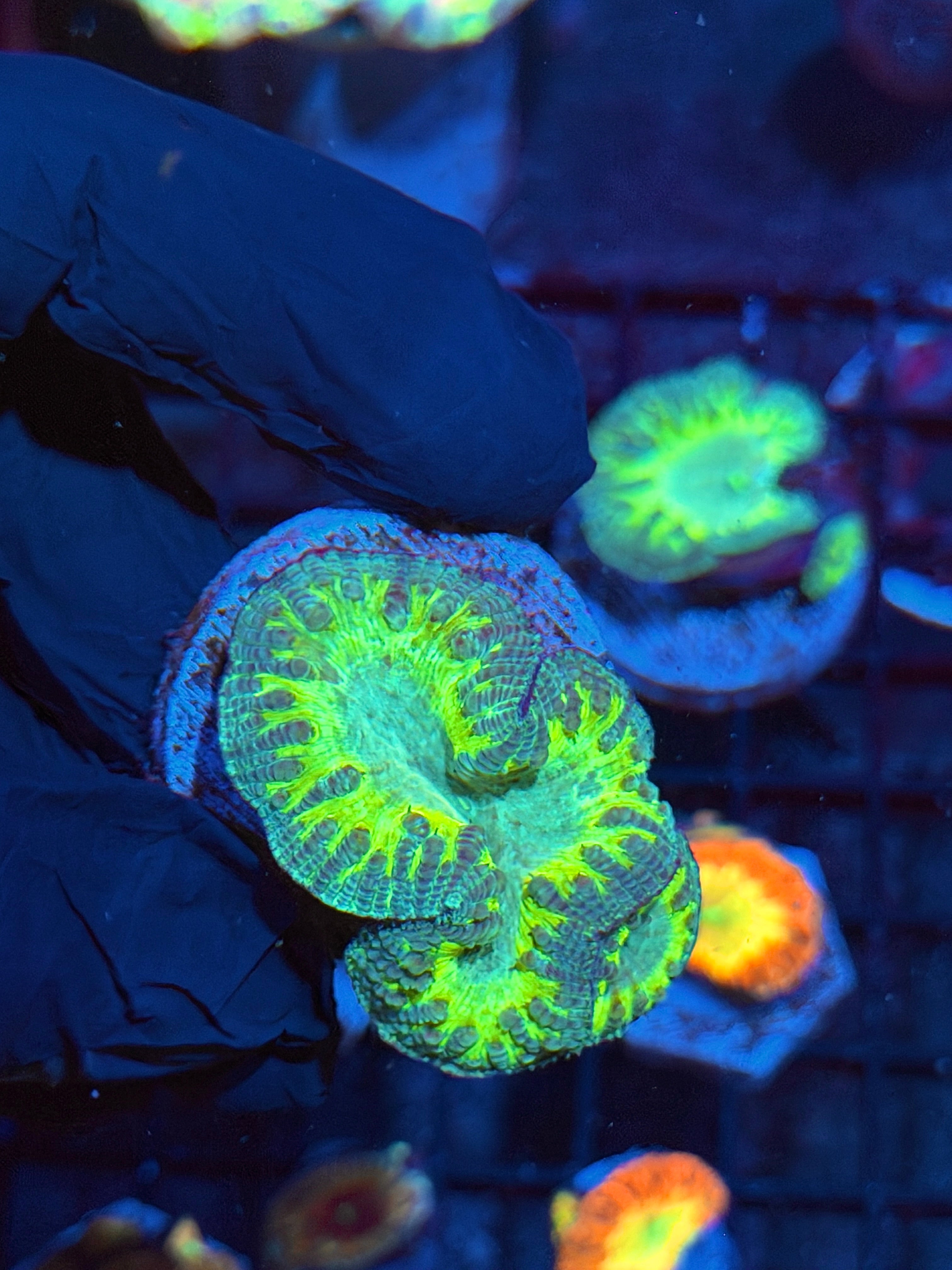 JEA Predator Blastomussa Coral 2 Heads Splitting Xl