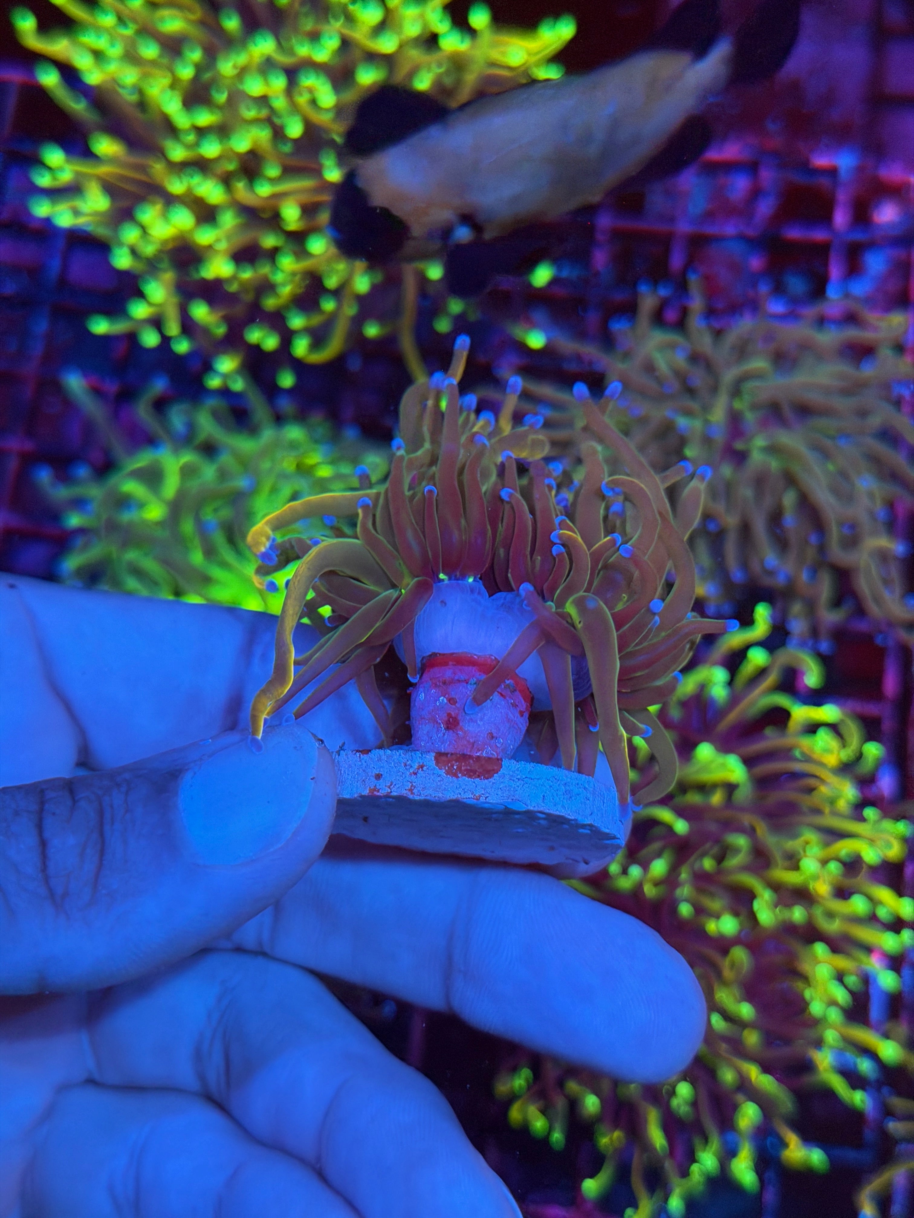 JEA Shiny Dragon Tamer Torch Coral 2 Heads 7/10