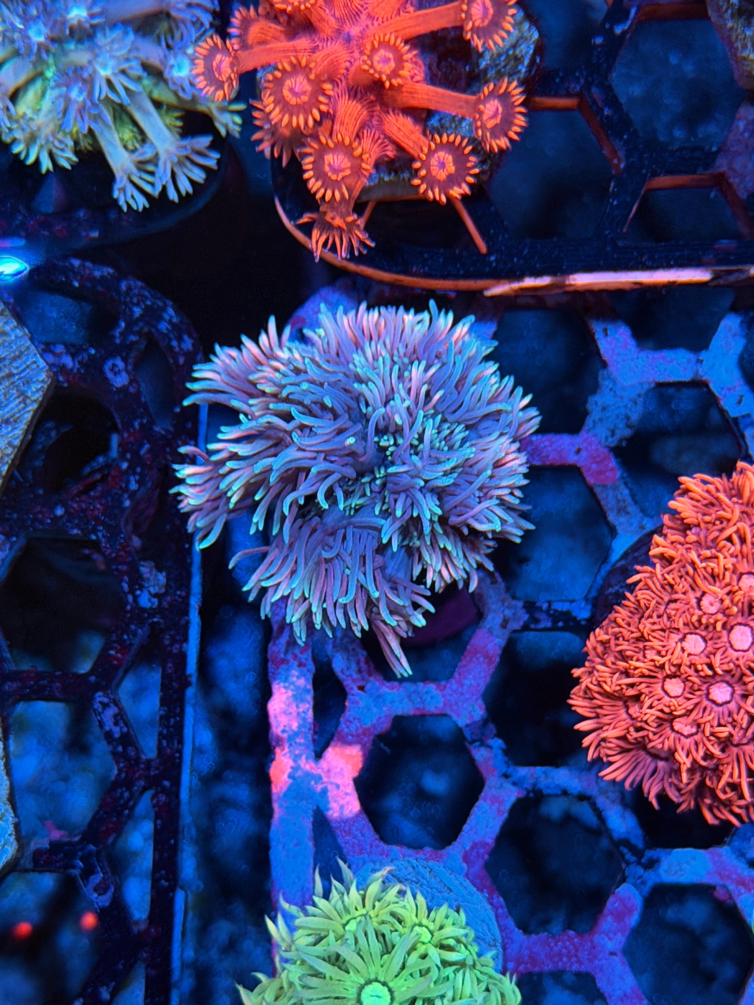 JEA Blowpop Goniopora Coral