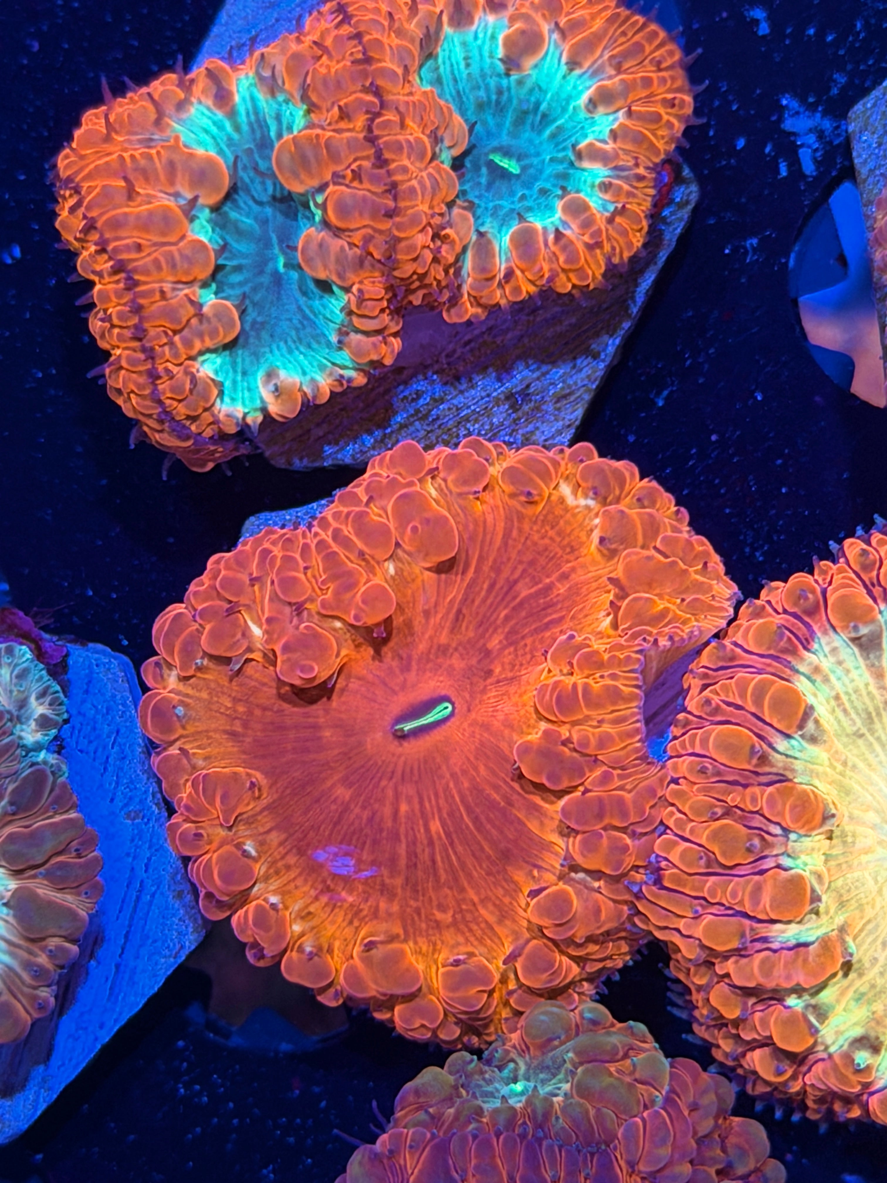 JEA Crimson Devil Blastomussa Coral 1 Xl Head *New Release*