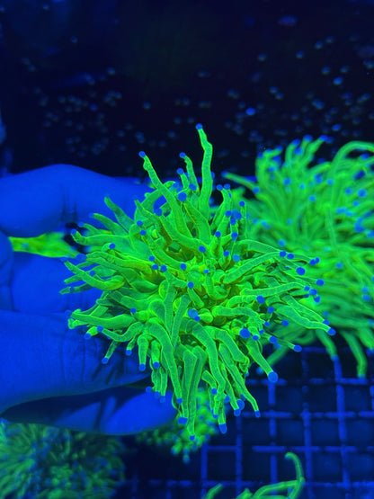 Jay's Exotic Coral Auctions