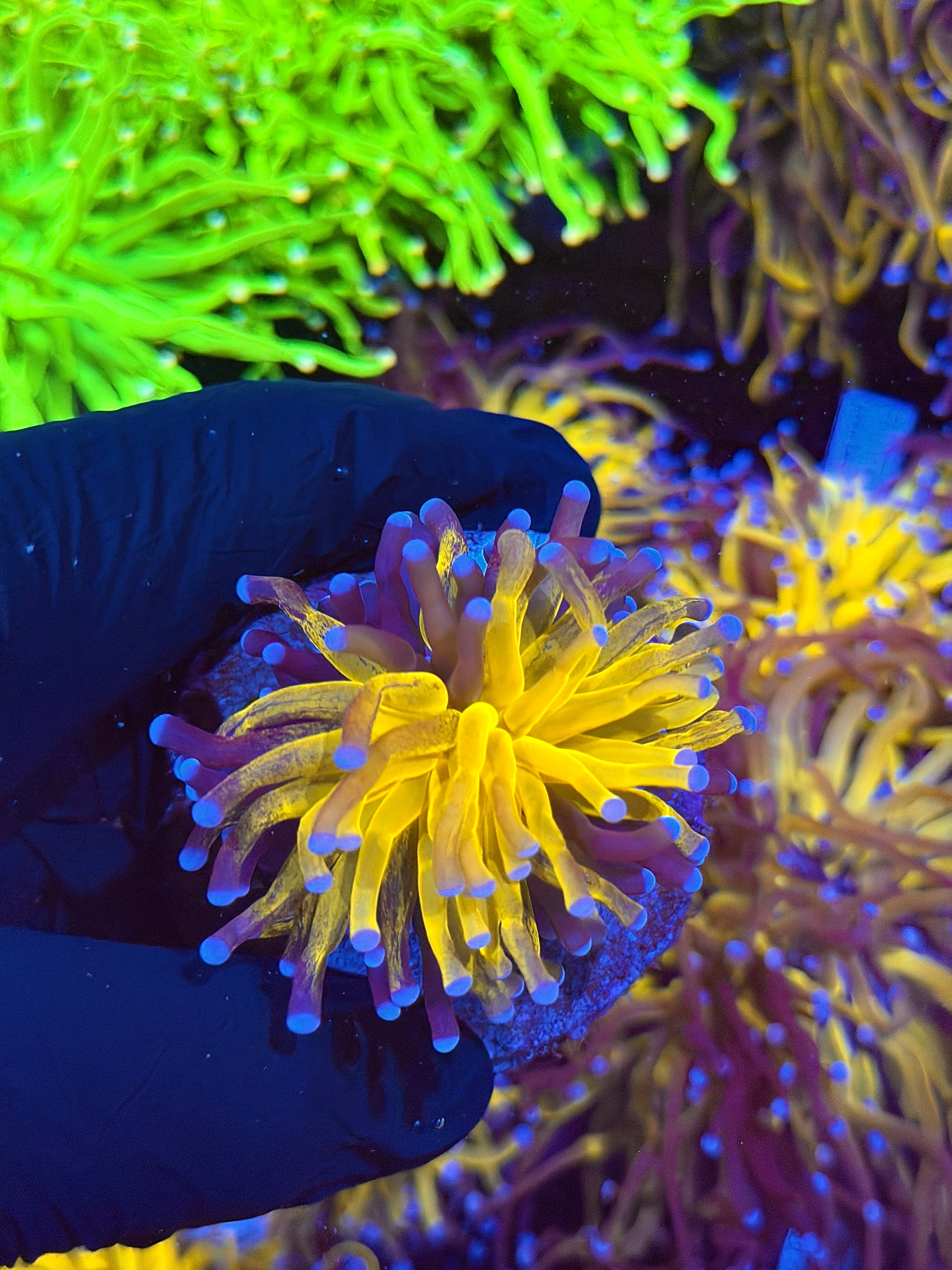 JEA Fat Stalk Orange Tiger Torch Coral 1 XXL Head 6/27