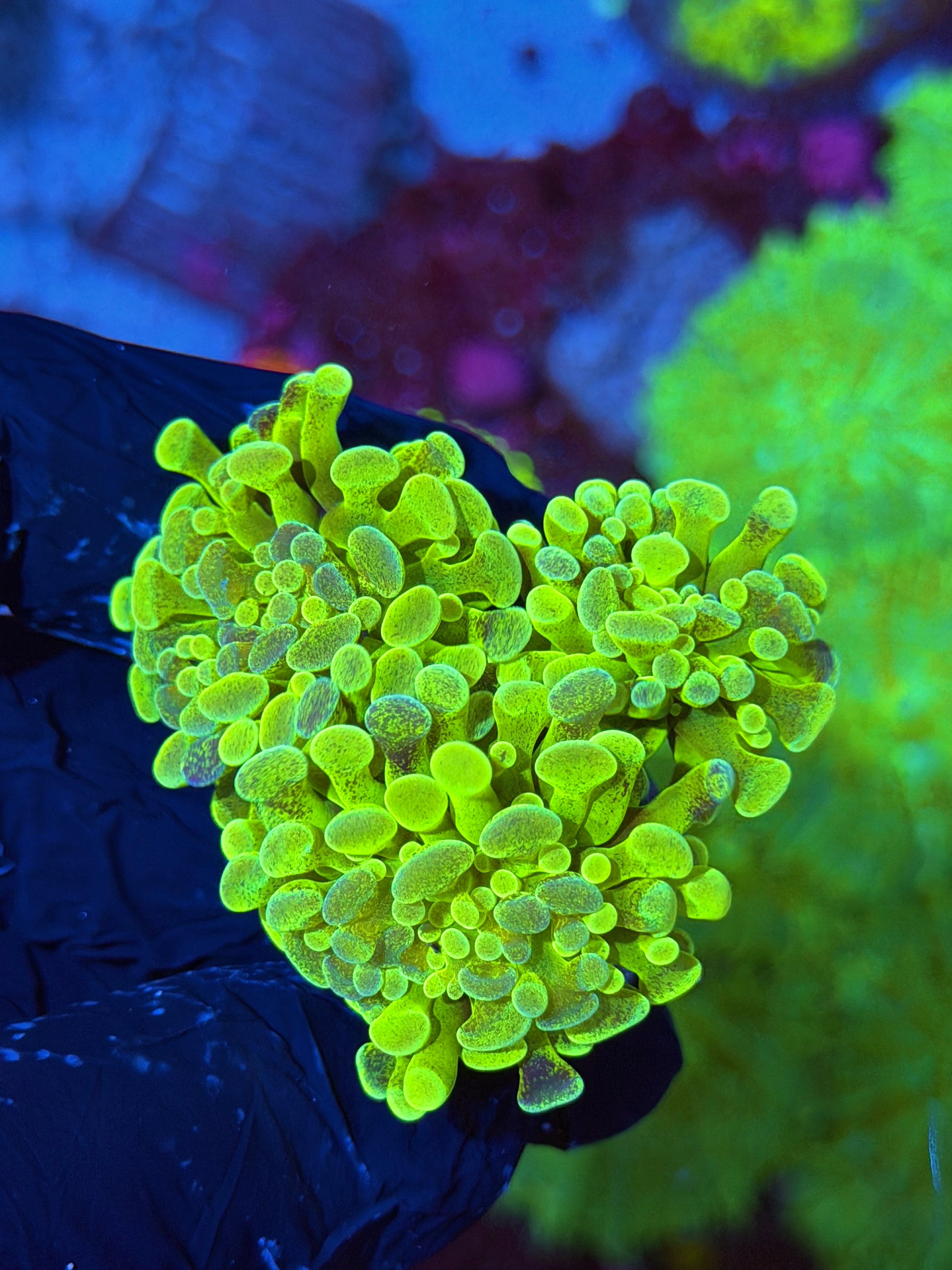 JEA Pixie Dust Hammer Coral 3 Heads XXL