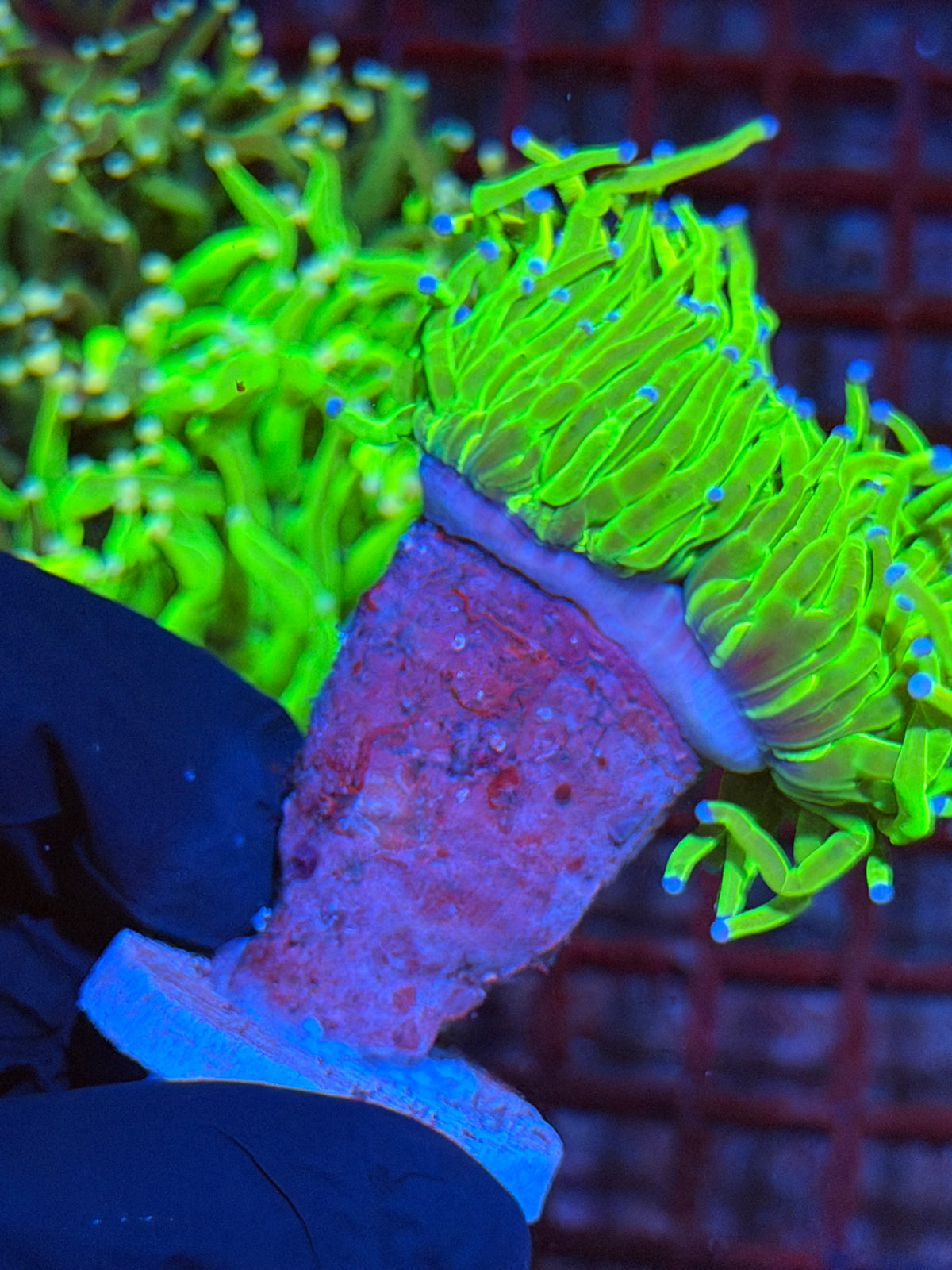 JEA 24K Holy Grail Torch Coral 1 XXL Head Splitting 9/22