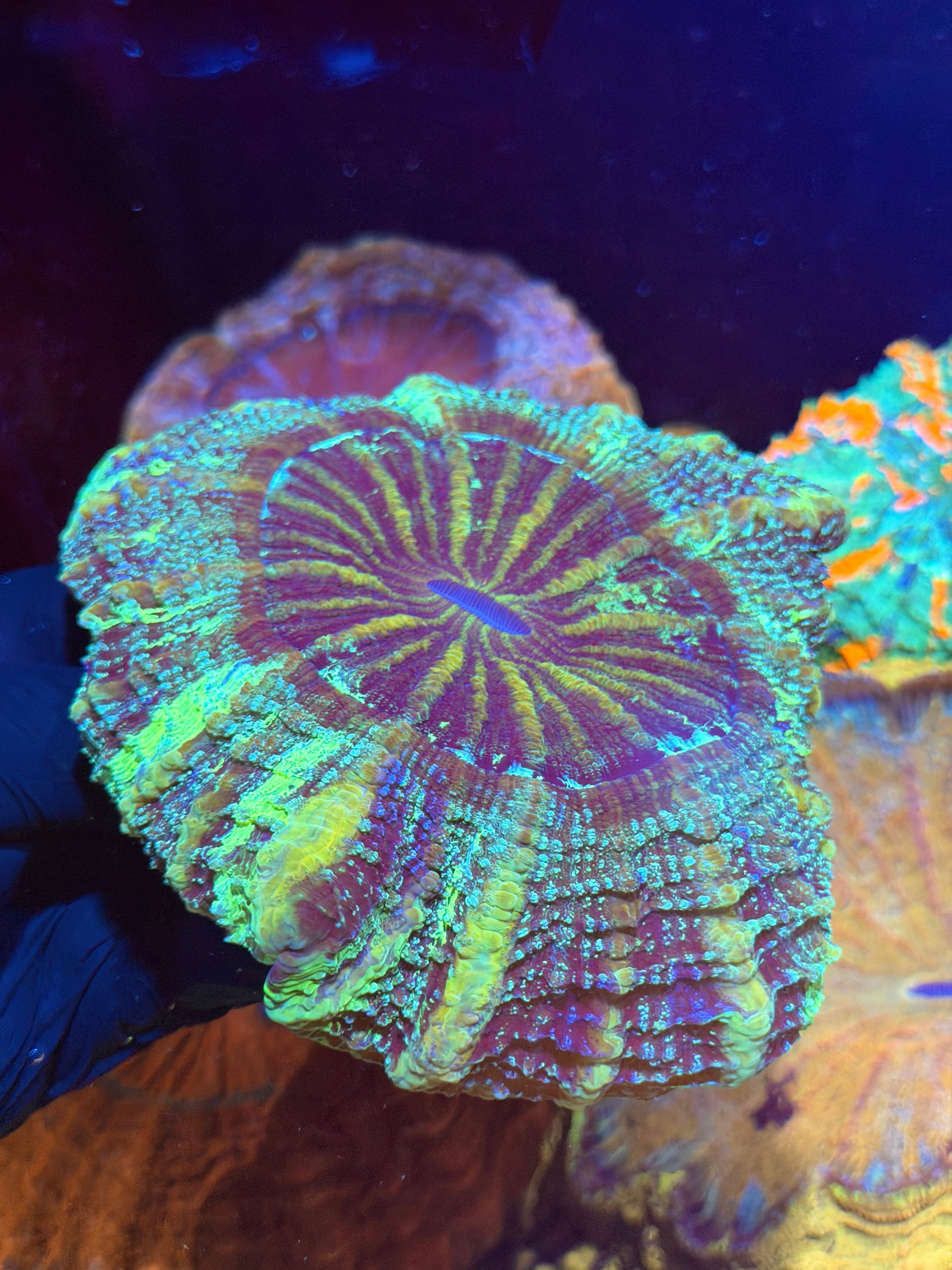 Galaxy Glitter Acanthophyllia Meat Coral XL Show Piece 8/24