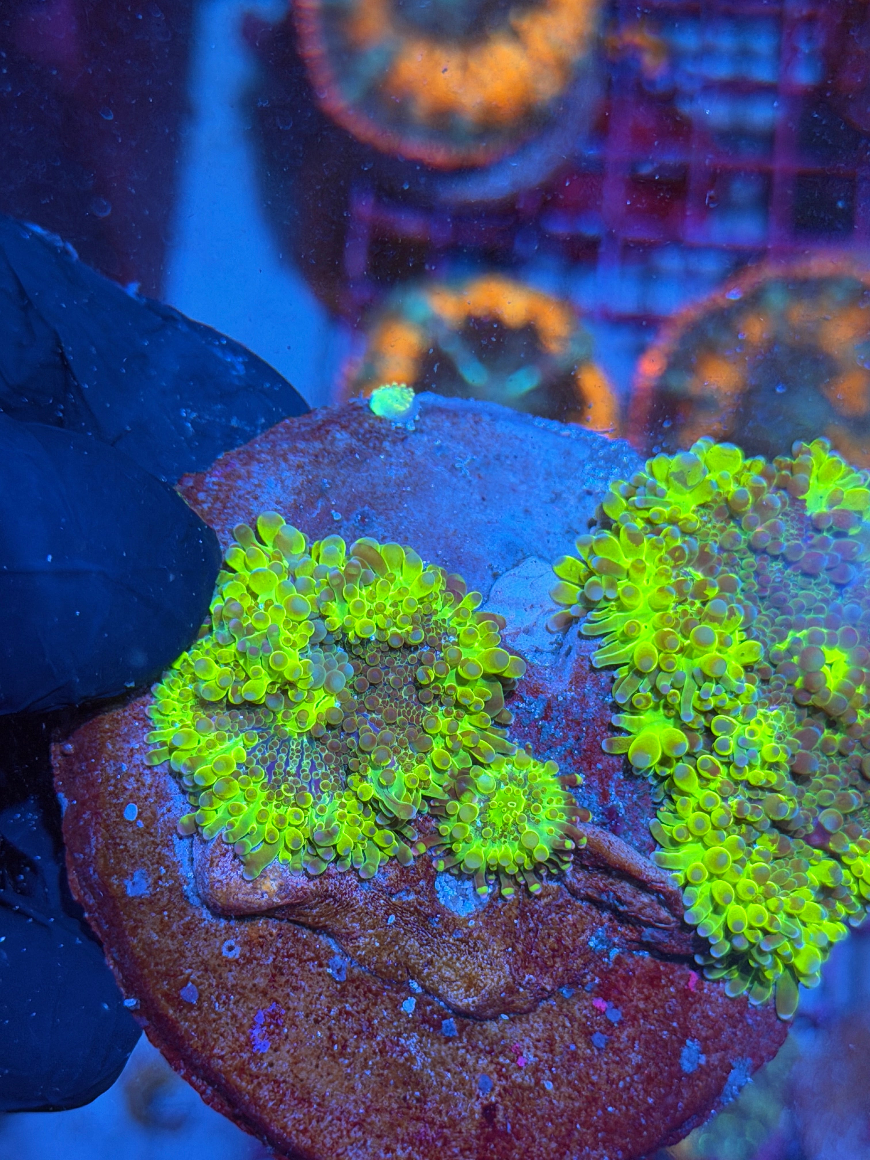 JEA Ectoplasm Bounce Yuma Mushroom Colony XXXL Insanely Bright