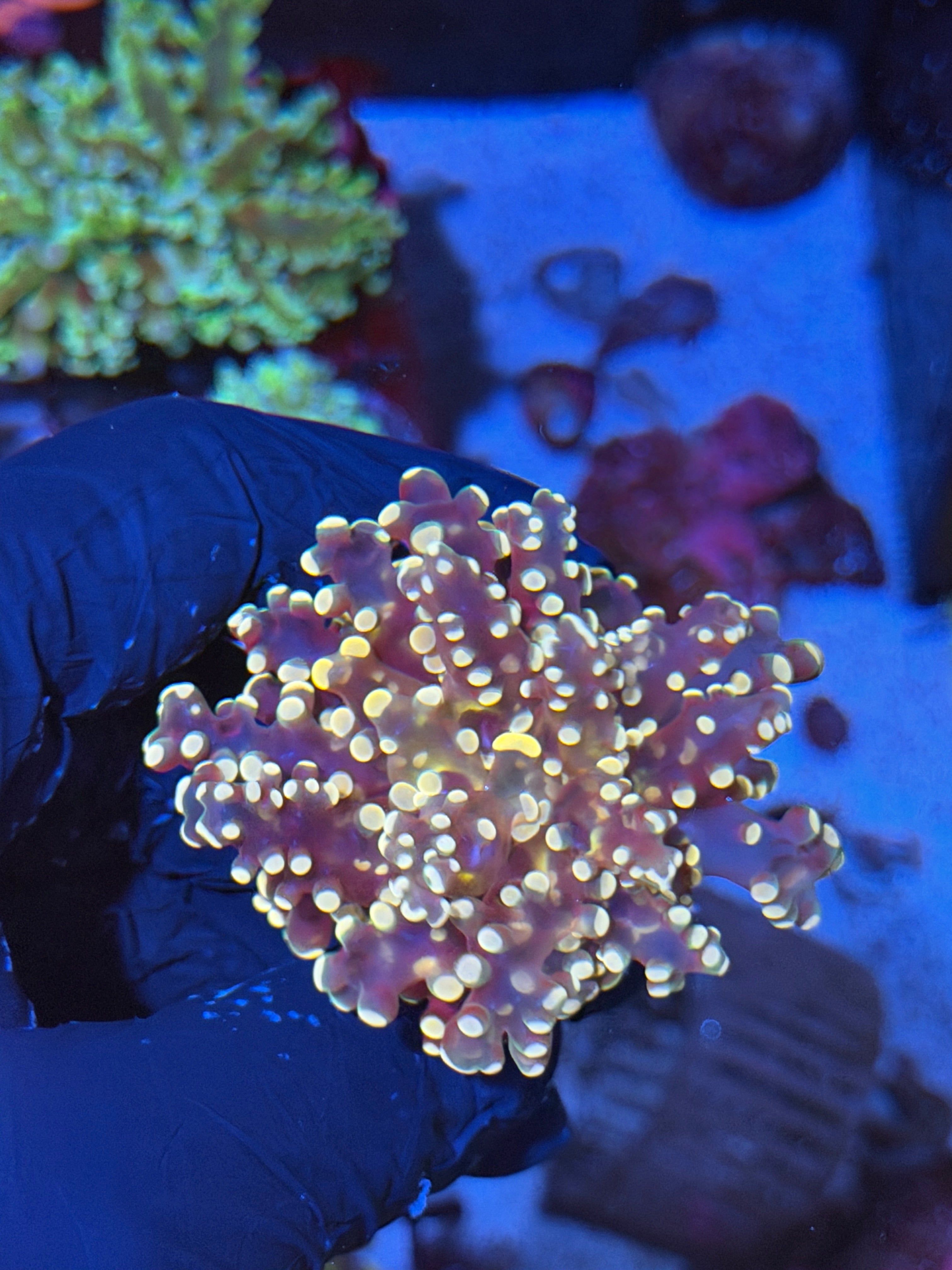 JEA Princess Peach Frogspawn Coral 1 XL Head