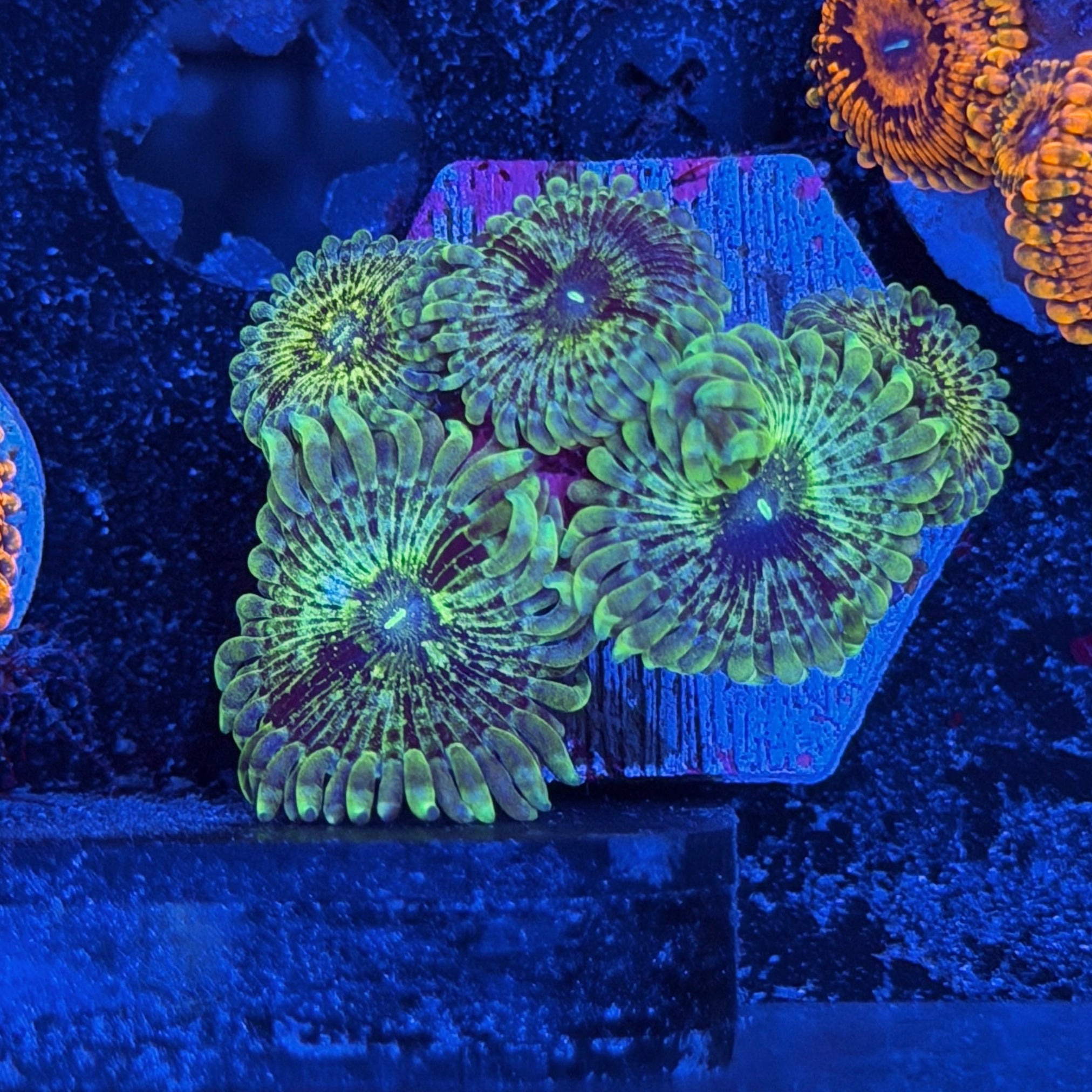 JEA Galaxy Zoanthid Coral 5 XL Polyps 6/4