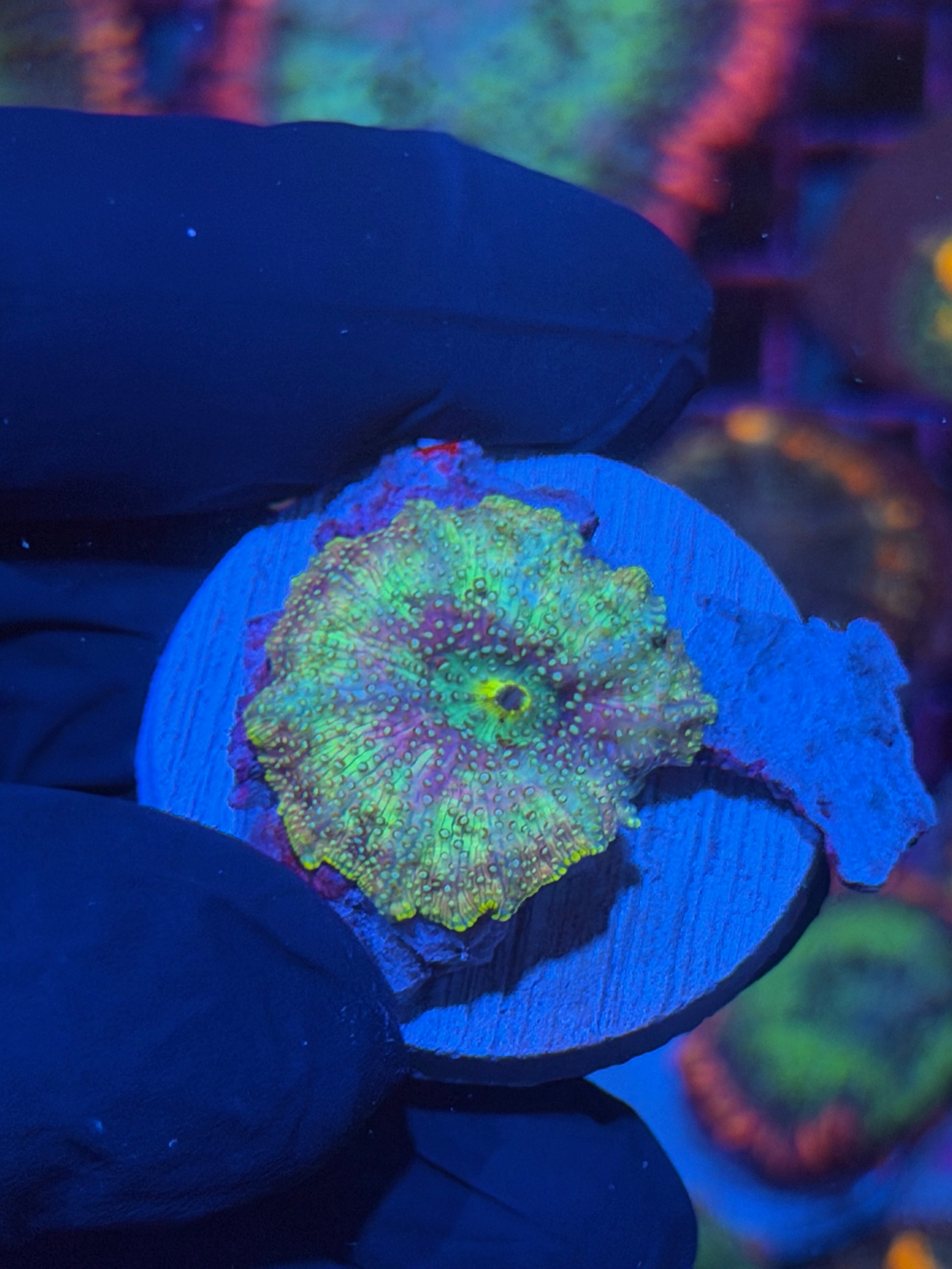 JEA Galaxy Discosoma Mushroom  Coral 12/1