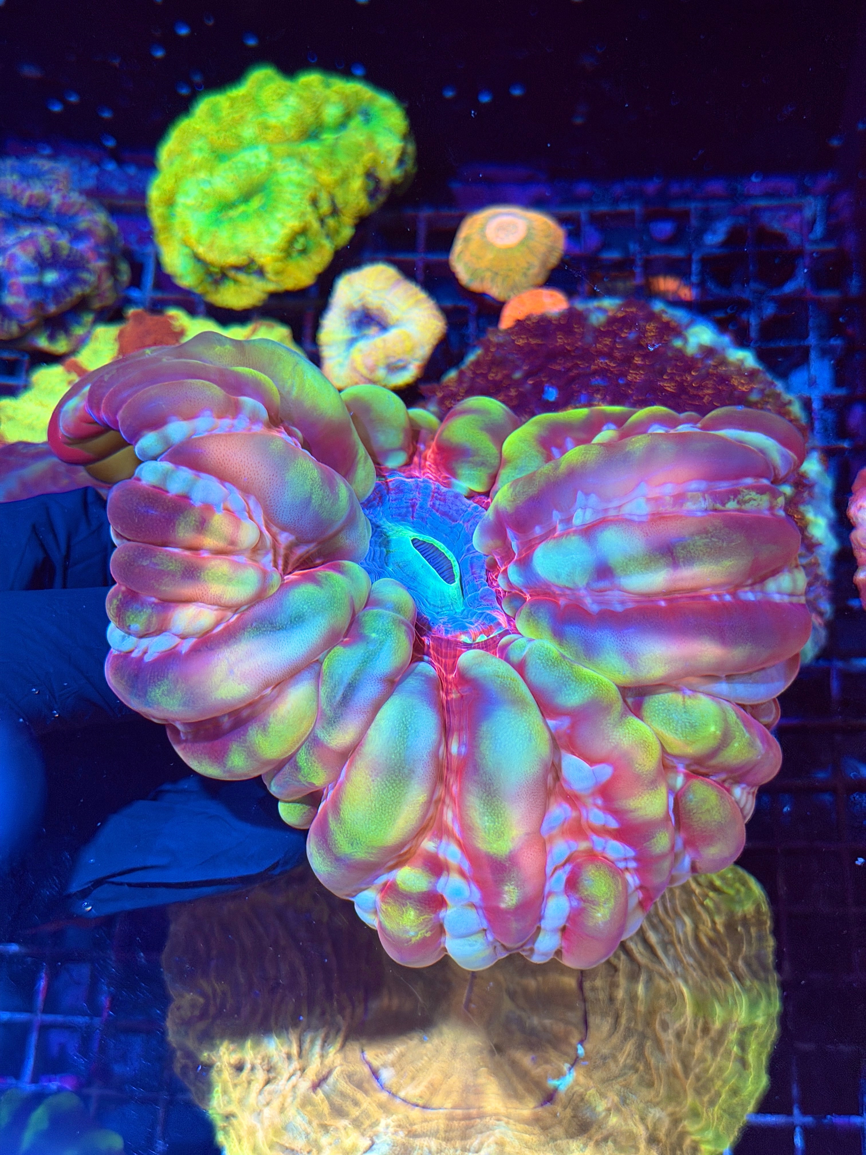 Insane Rainbow Indophyllia Meat Coral XXXL Show Piece