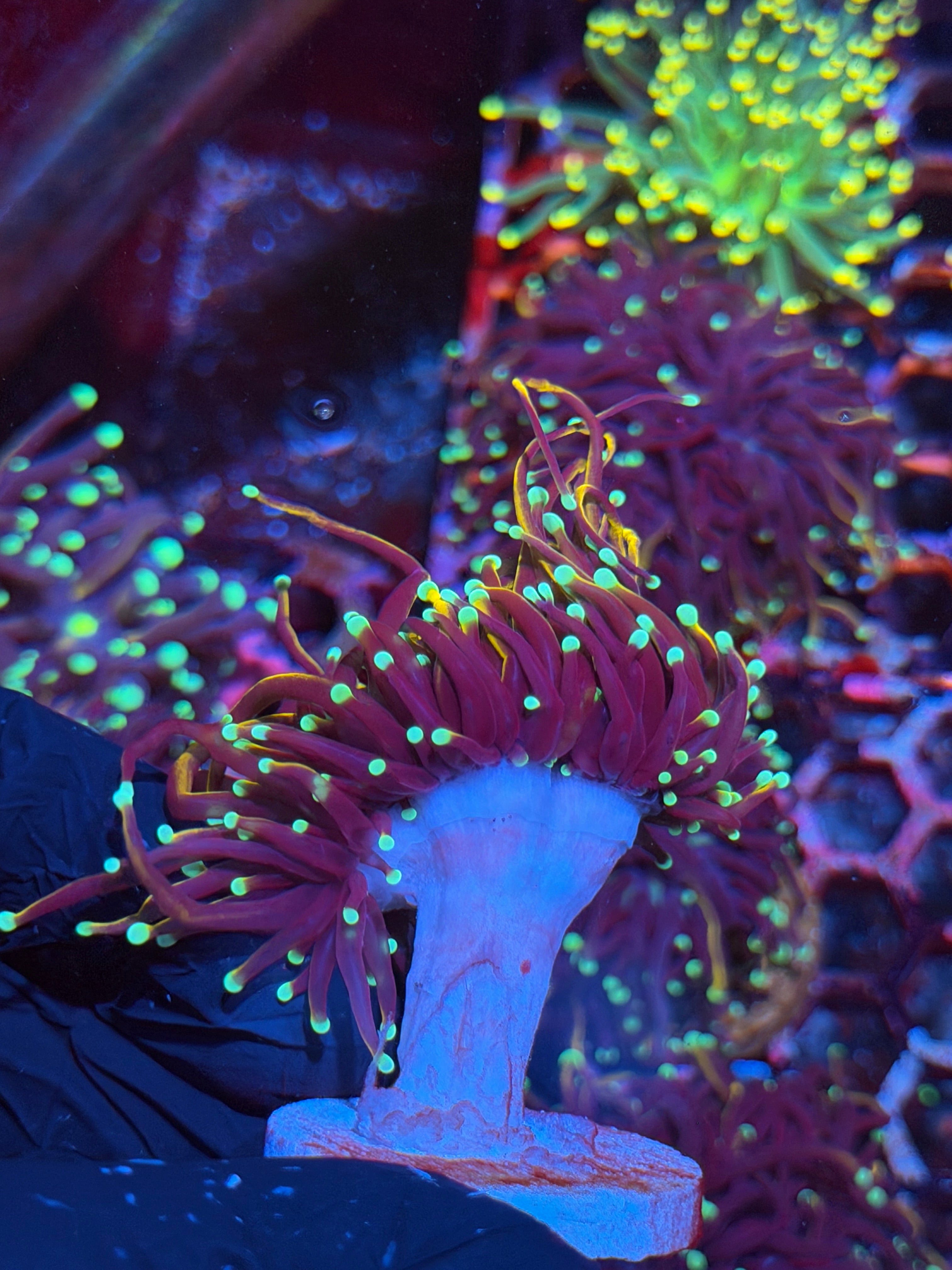 JEA OG Jester Torch Coral 1 XXL Heads Splitting to 3 8/28