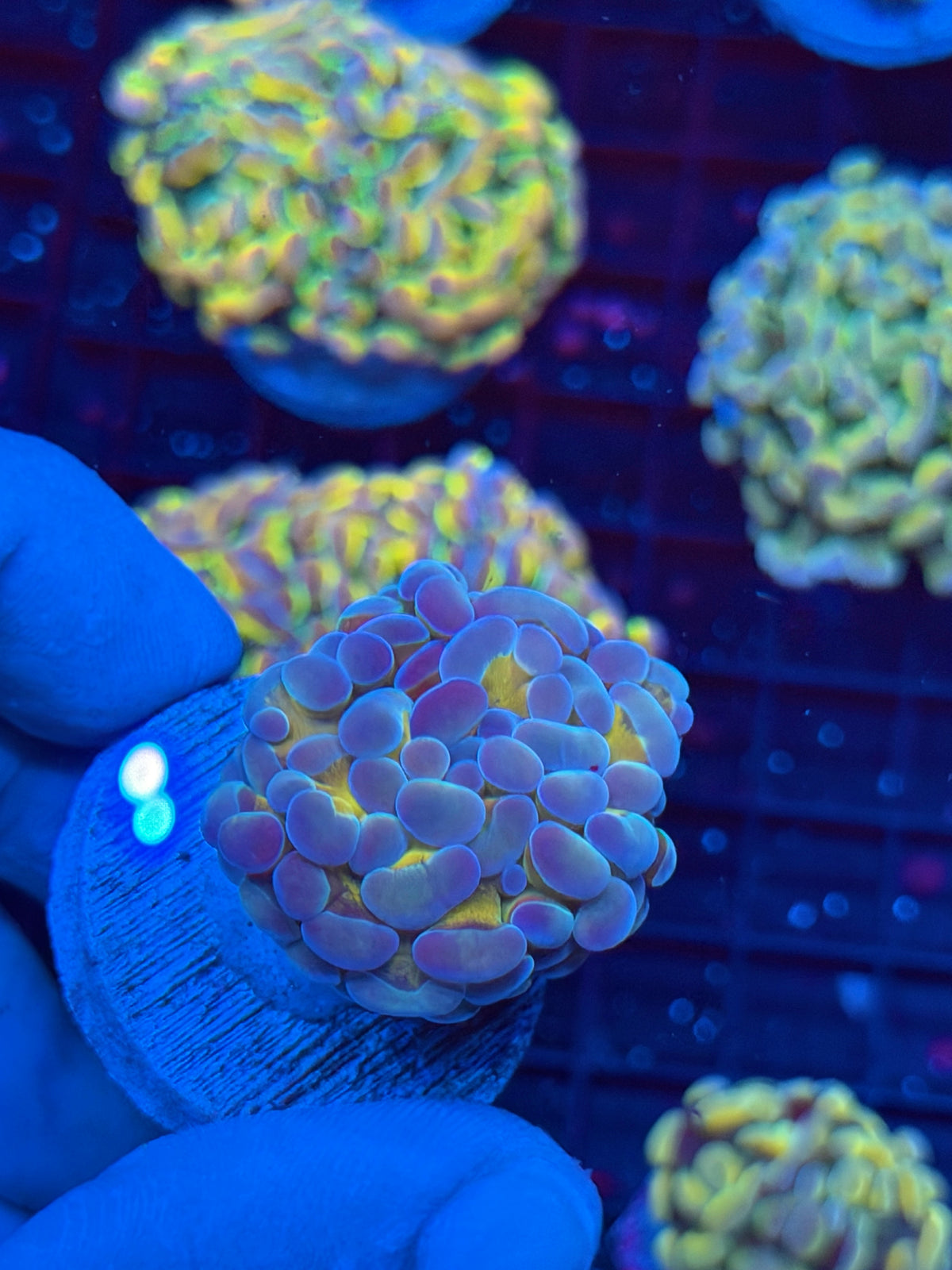 JEA 24K Hammer Coral 1 Head 9/21