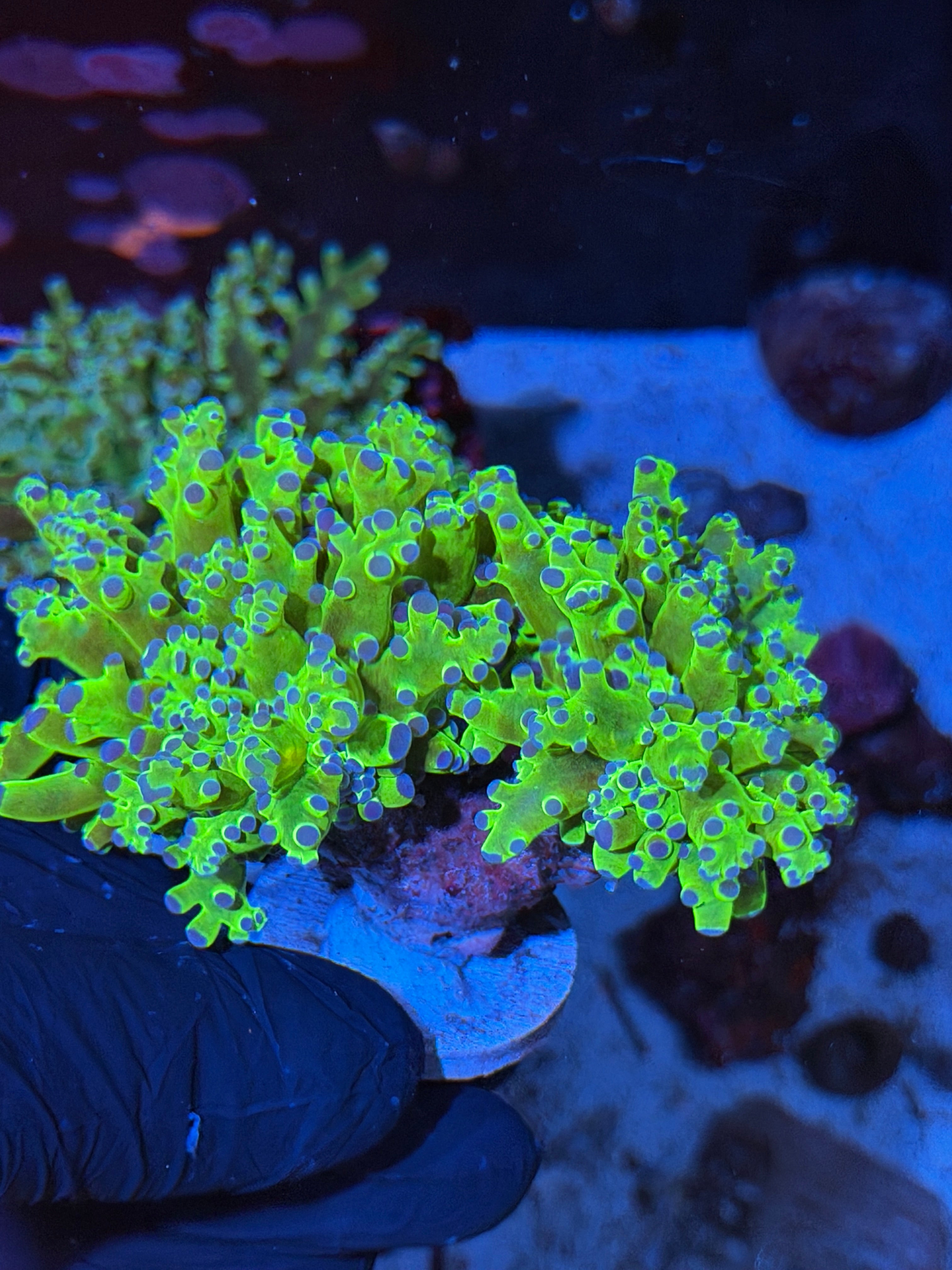 JEA Kermit Frogspawn Coral 3 Heads Splitting XXL Show Size