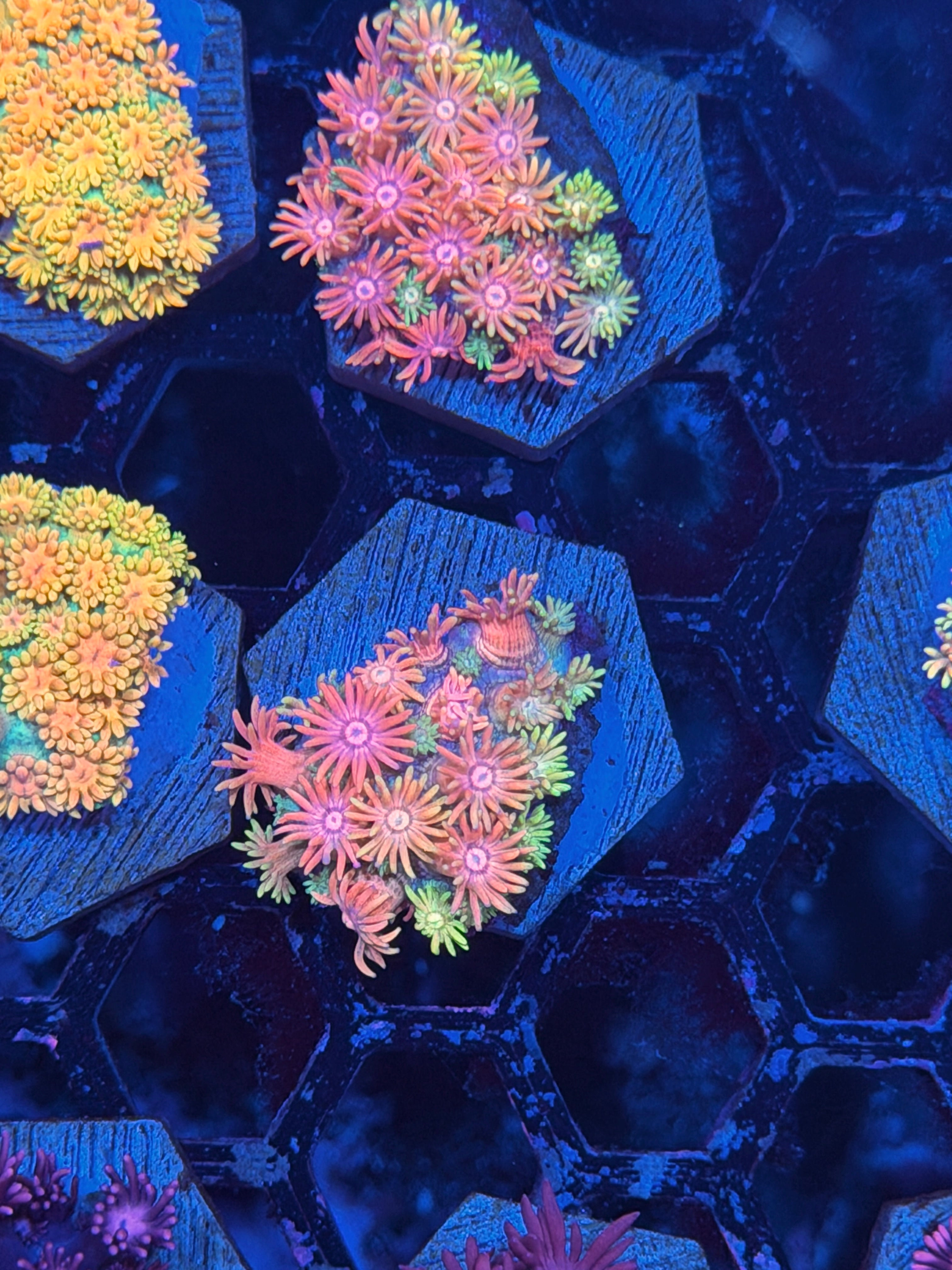 JEA Ultimate Rainbow Goniopora Coral *New Release* 3/17