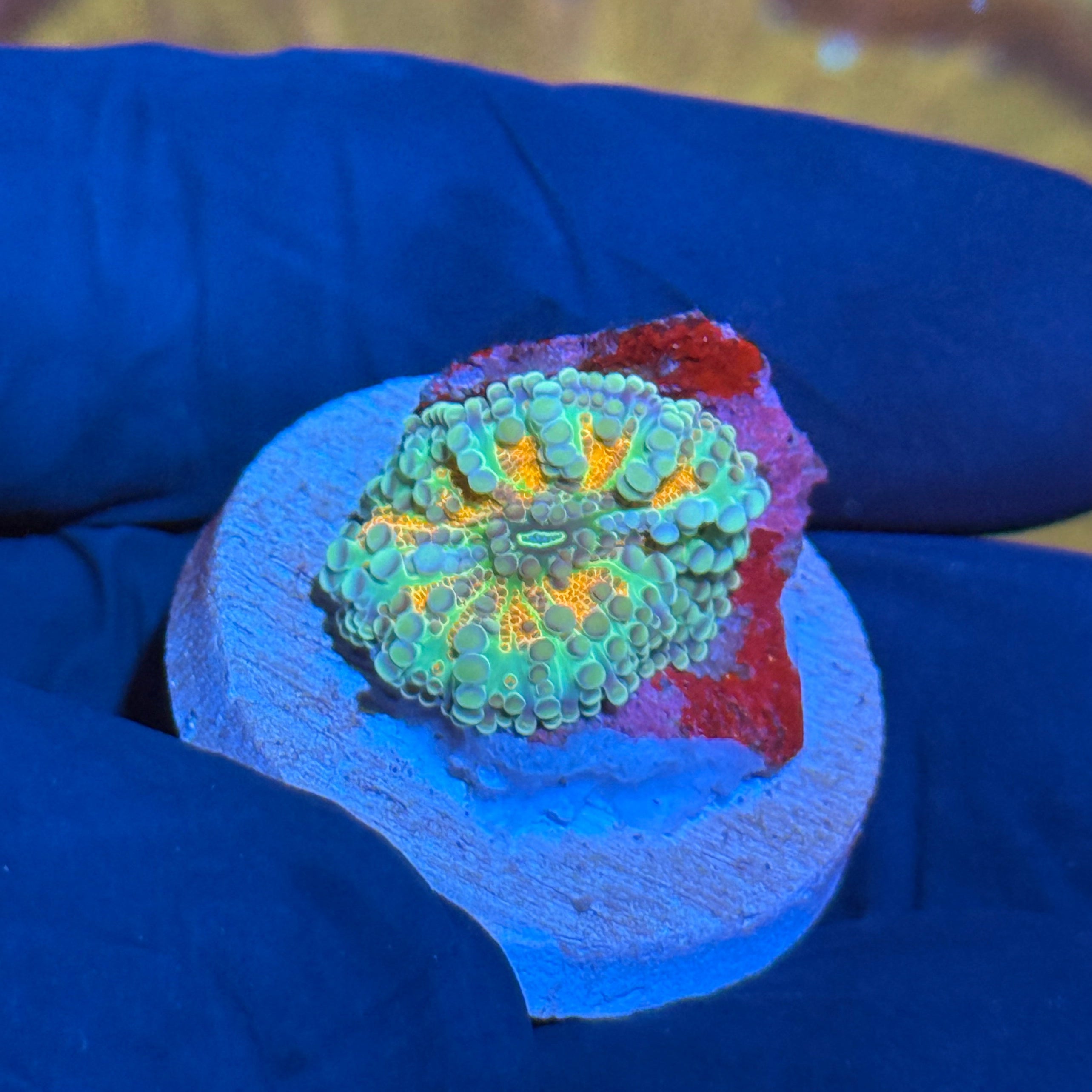 JEA Solar Flare Yuma Mushroom Coral 10/12
