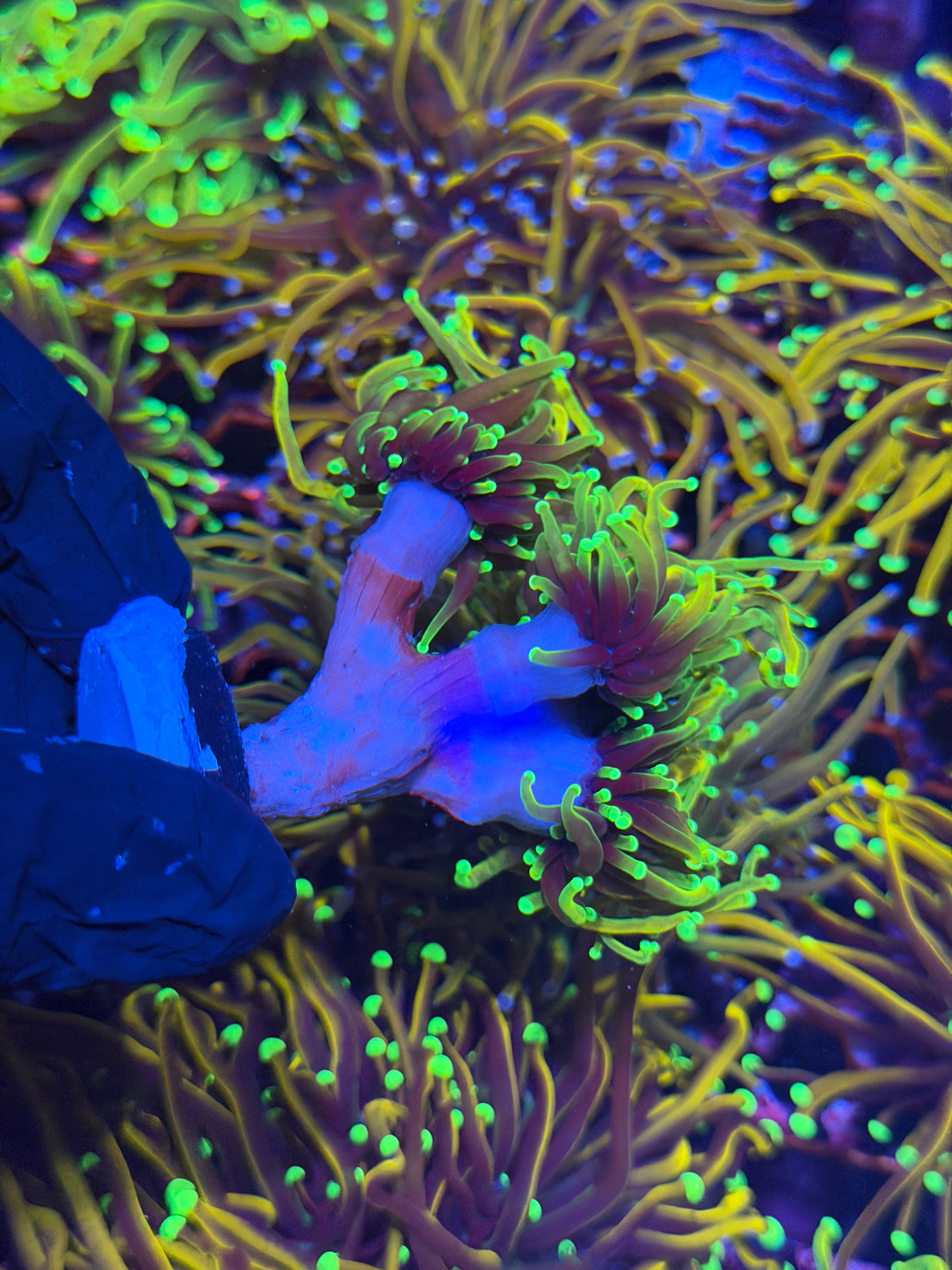 JEA Dragon Soul Torch Coral 2 XL Heads 2/24