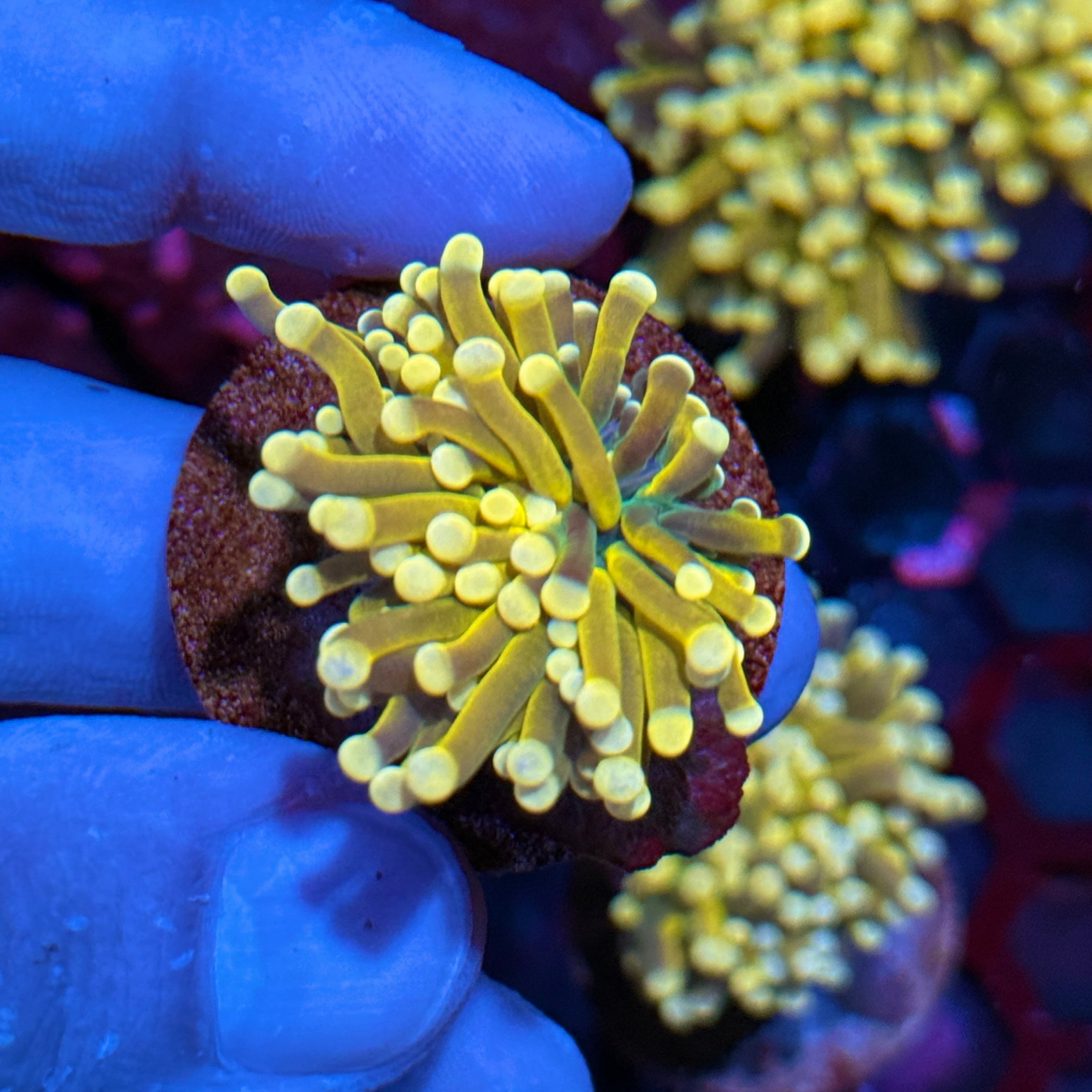 JEA Banana Peel Torch Coral 1 Head 10/12