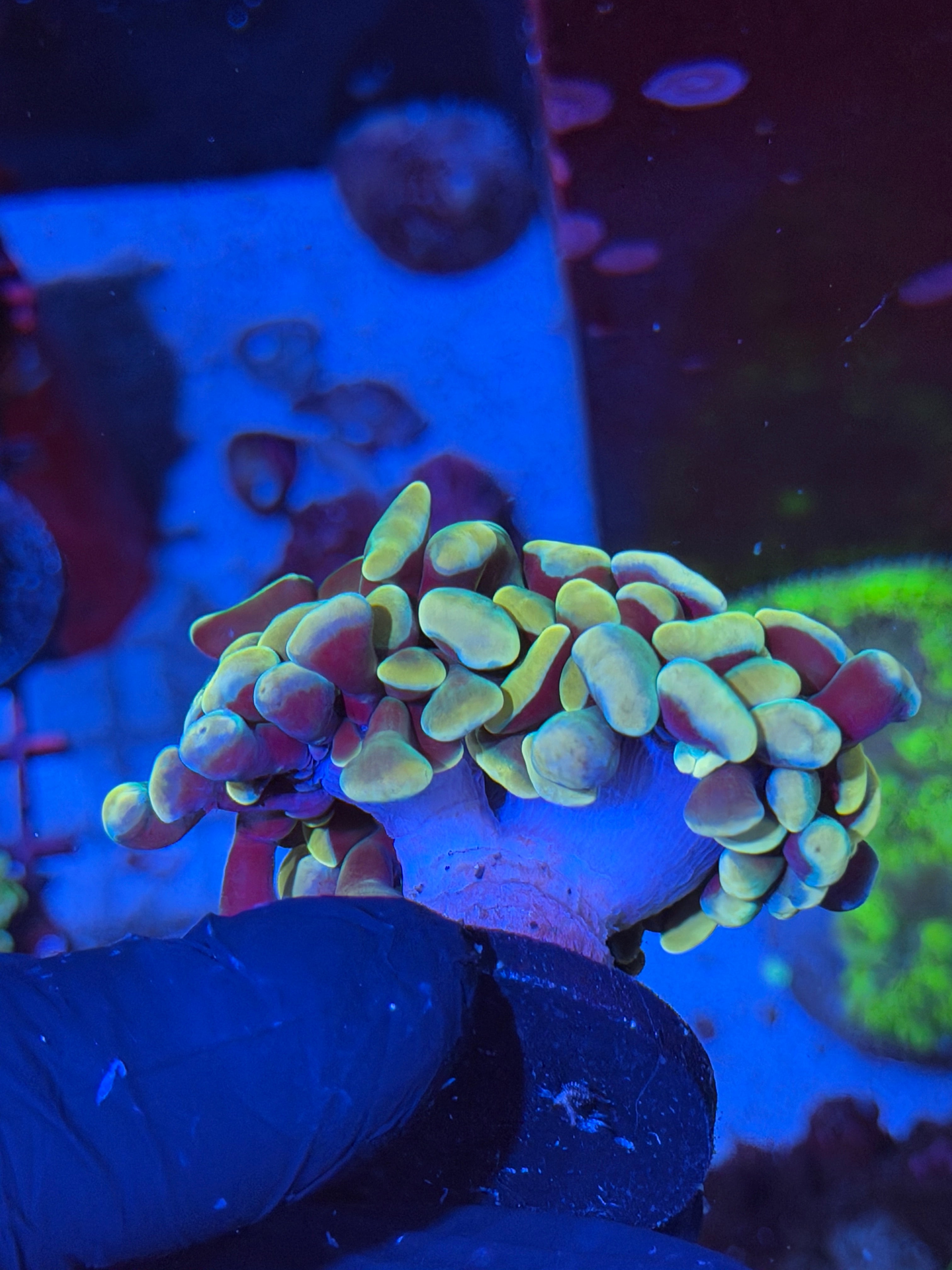 JEA Holy Mac Hammer Coral 2 Heads XXL