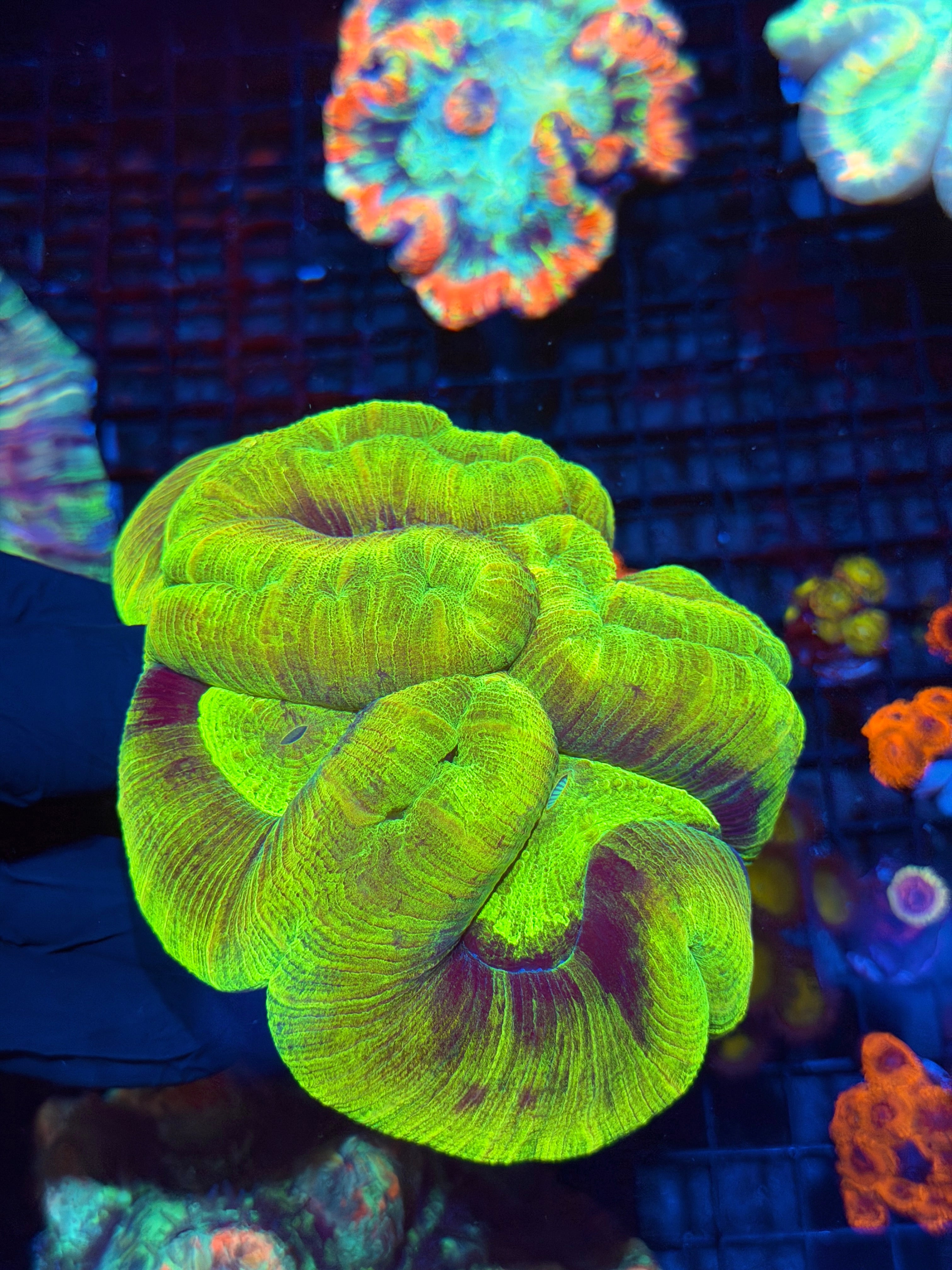 Insanely Bright Toxic Trachyphyllia Meat Coral XXXL Show Piece