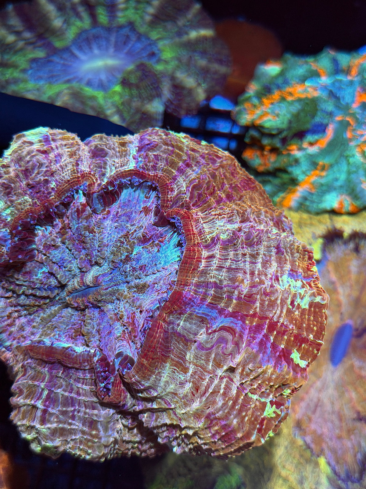 Rainbow Acanthophyllia Meat Coral Crazy Patterns