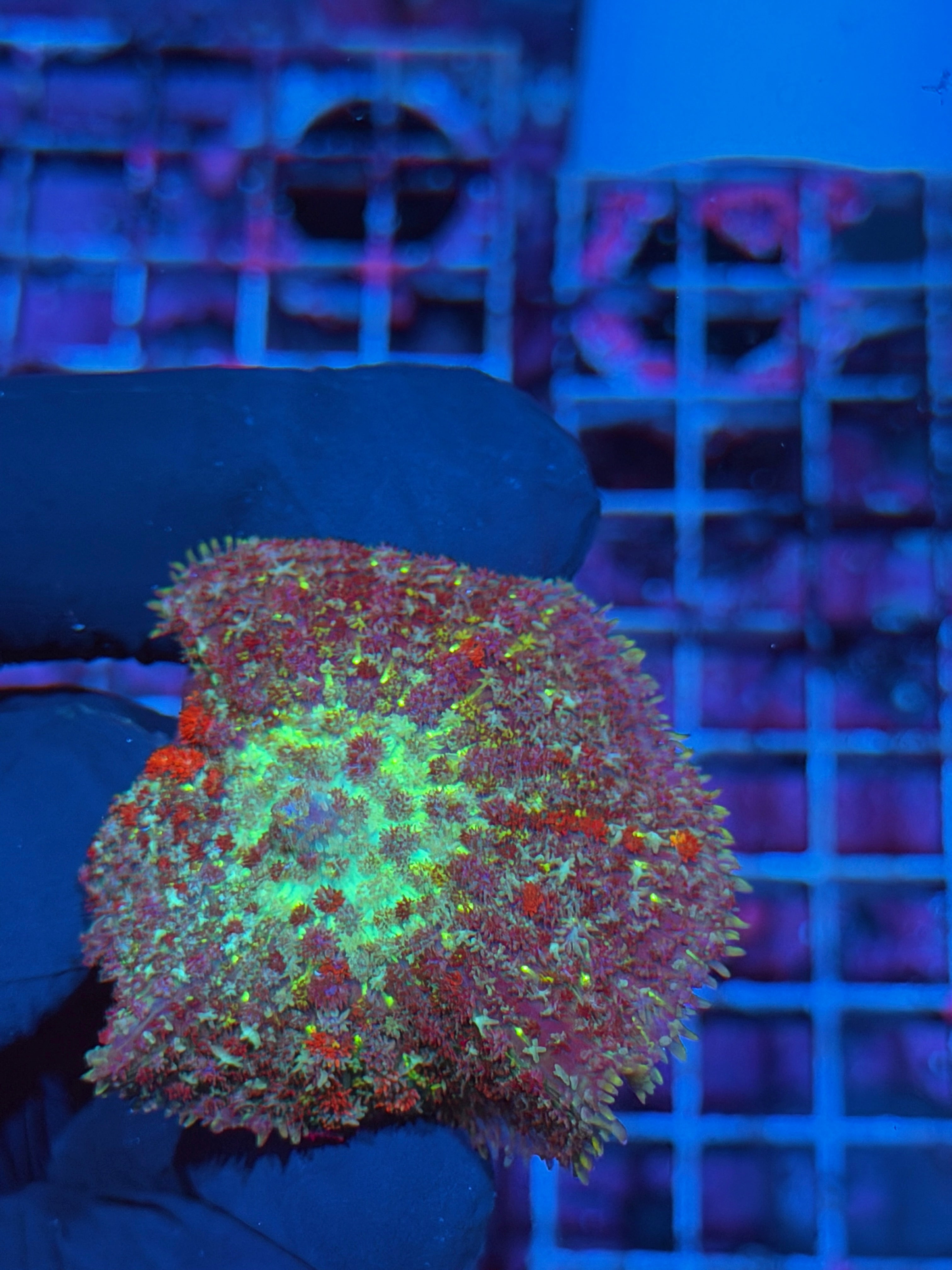 JEA Bonfire Mushroom Coral XXL 6/3