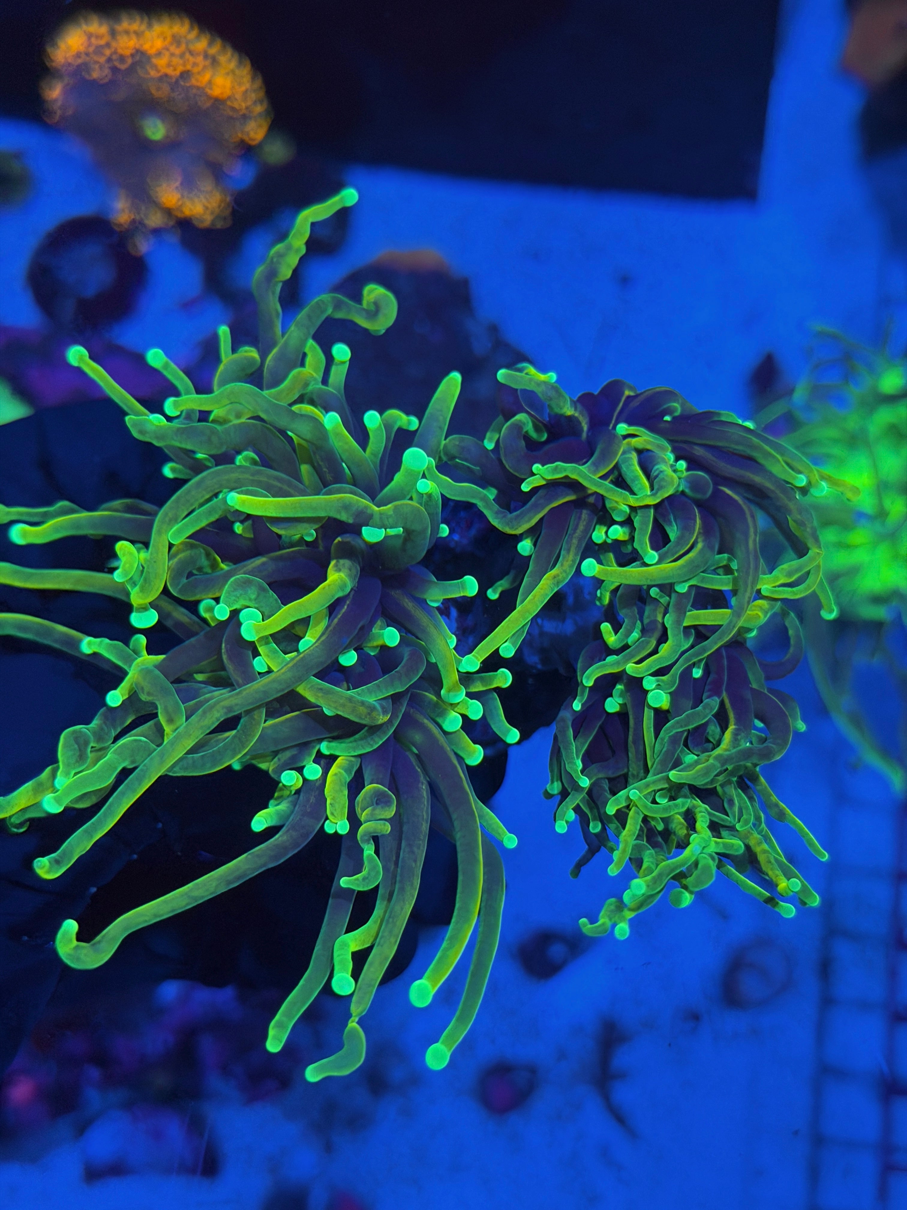JEA Dragon Soul Torch Coral Colony XL