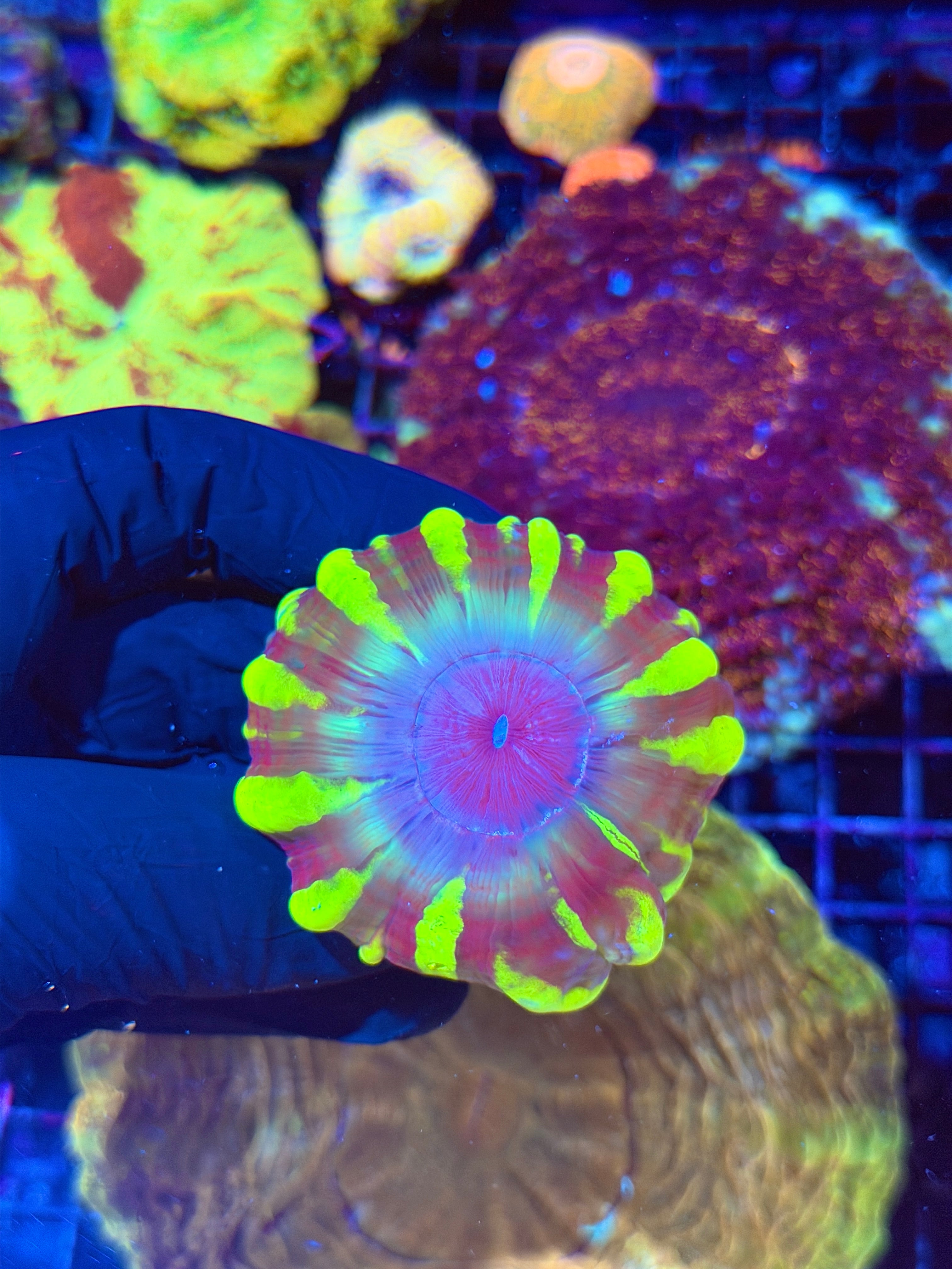 Insane Unique Cynarina Meat Coral RARE