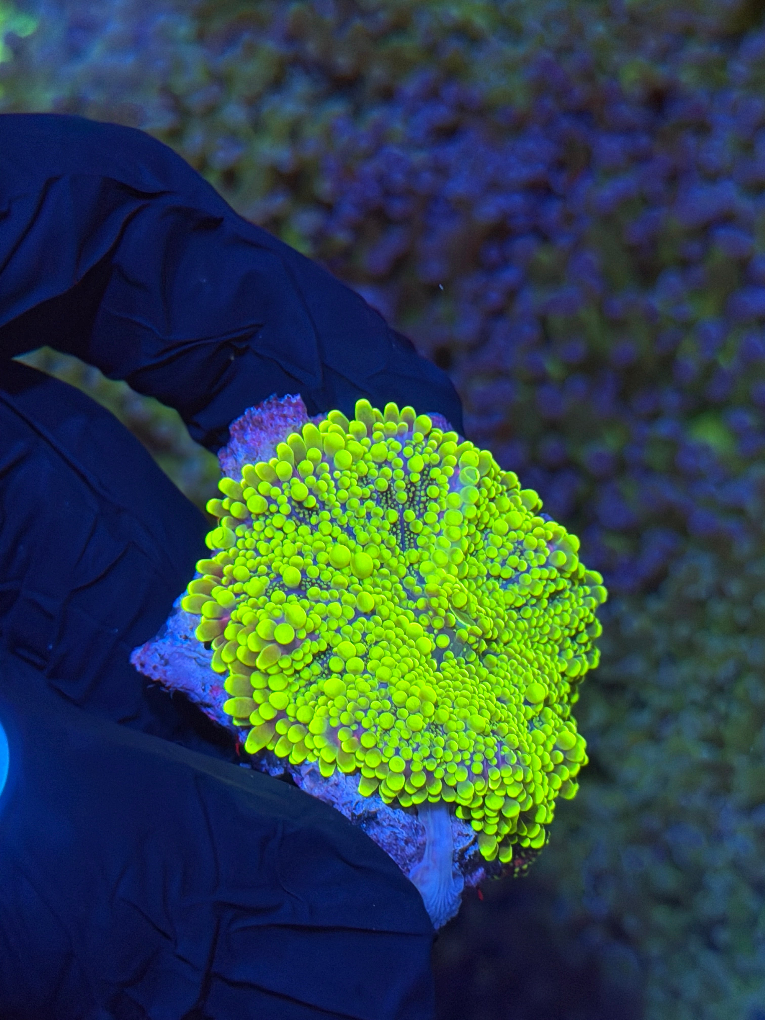 JEA Bubonic Plague Yuma Mushroom Coral XL Bright 2/24