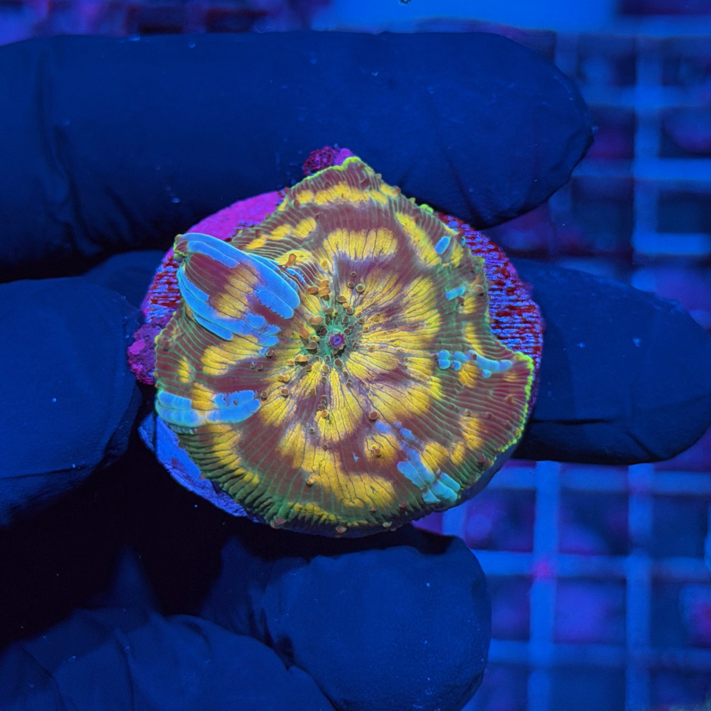 JEA Milky Way Jawbreaker Mushroom Coral XL 6/3