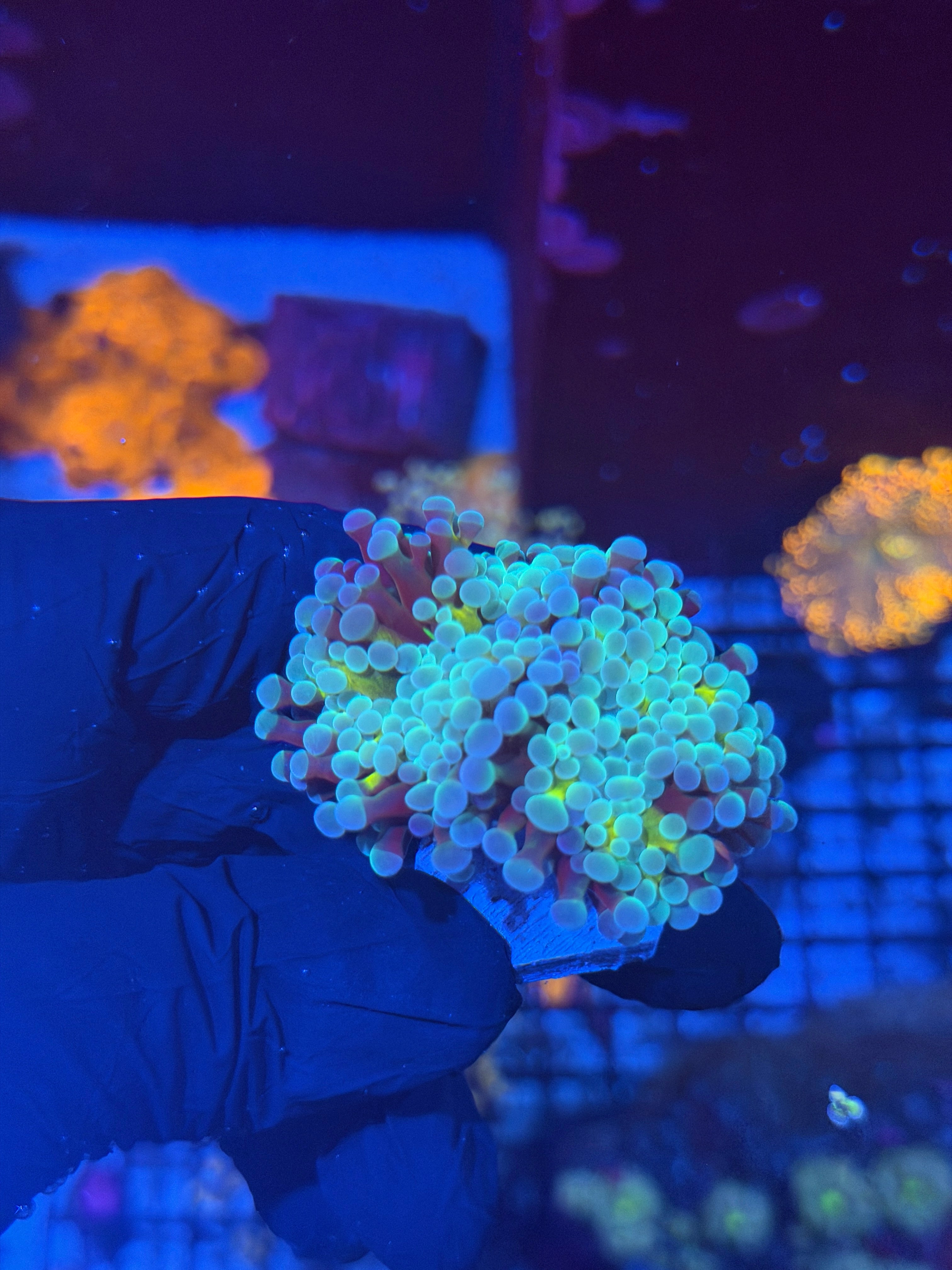 JEA RainbowBlaster  Hammer Coral2 Heads  8/7