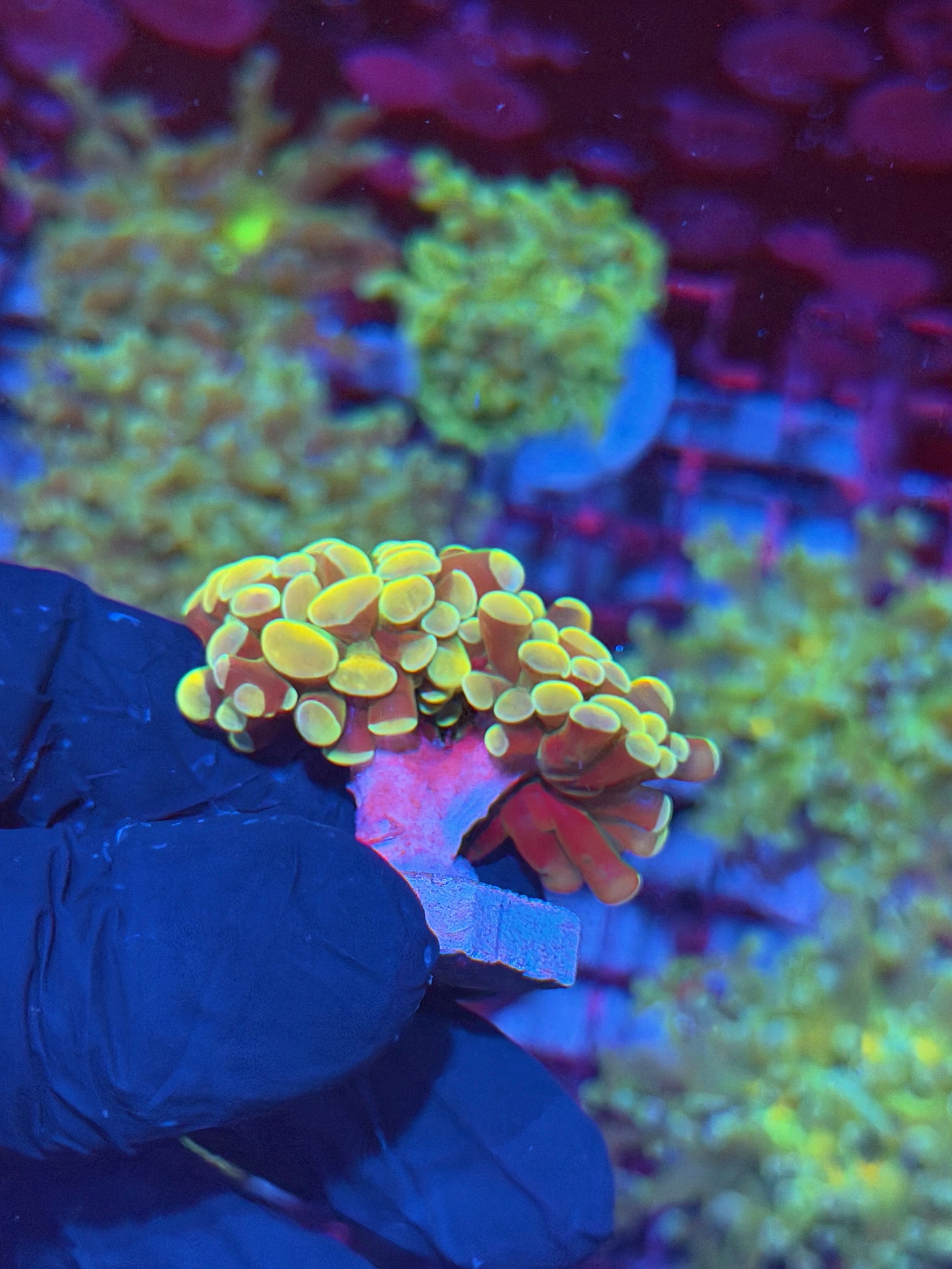 JEA Jellybean Hammer Coral 2 Heads 7/31